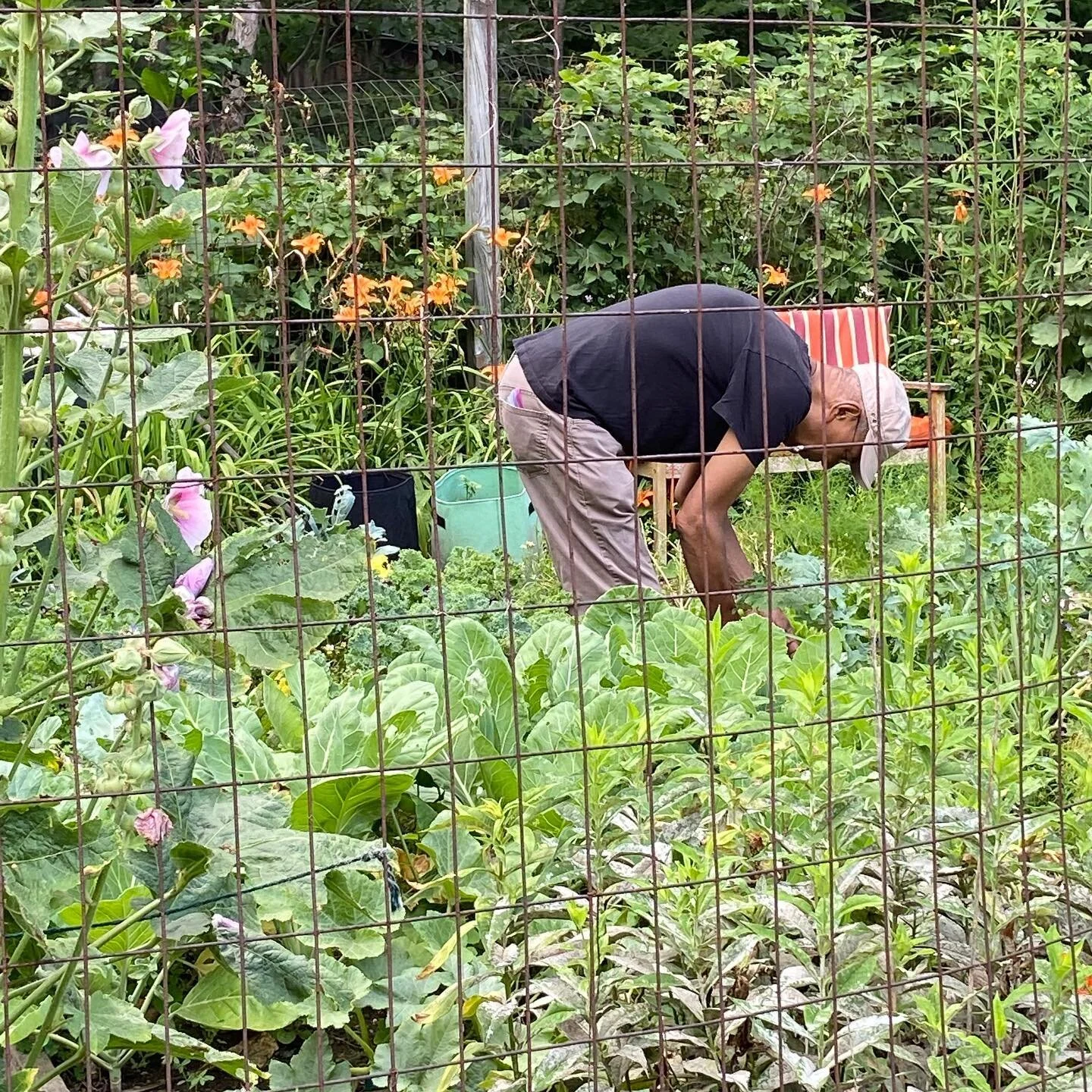 Full Disclosure,
My wife Lydia is the gardener. I help with watering and weeding but I love being in it and love helping. Foods great too!

&mdash;Jack