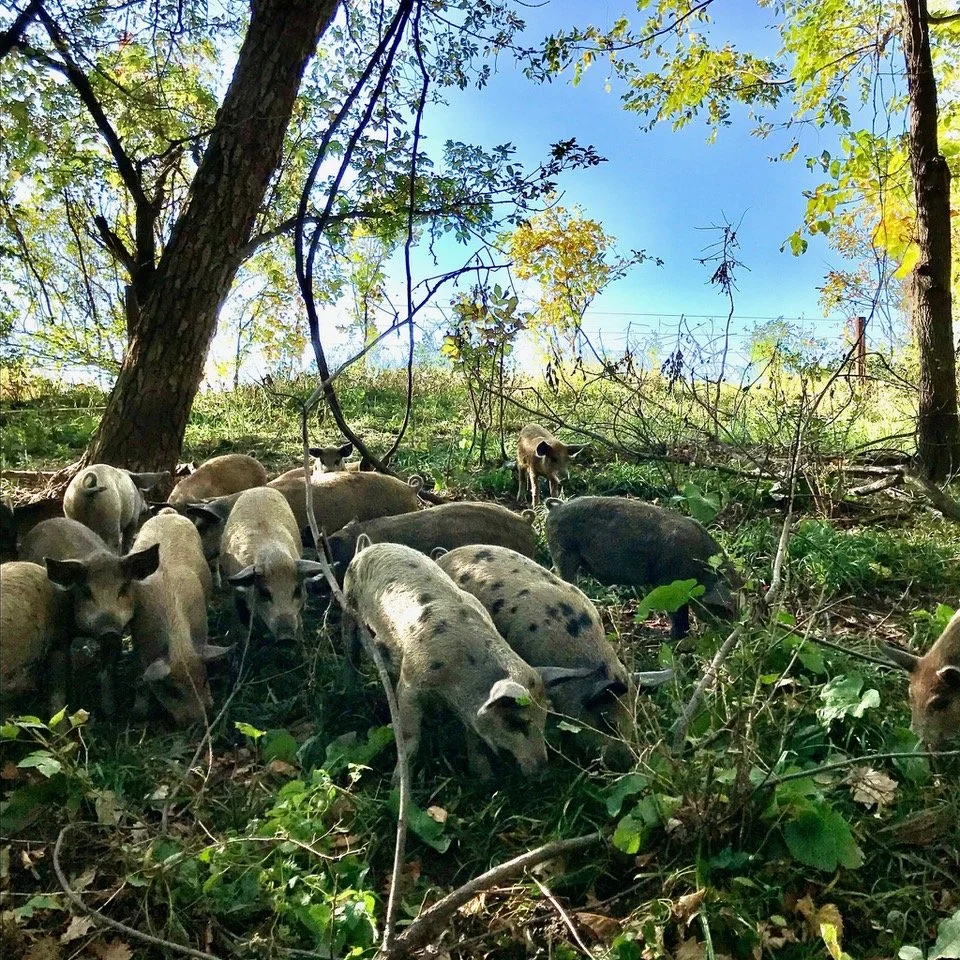 Welcoming Blue Dirt Farm: Our New Partner in Sustainable Farming