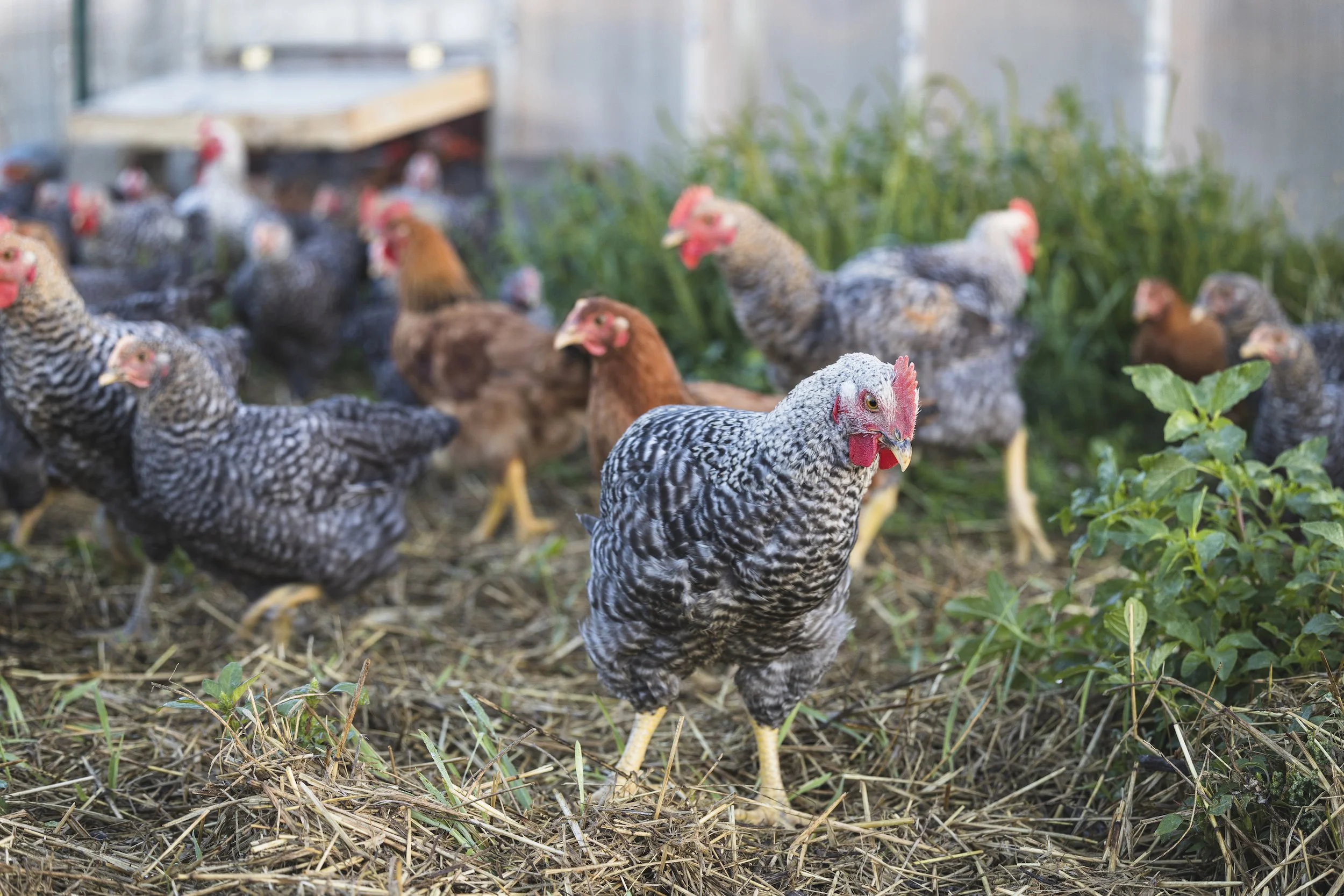 Introducing our Tree Range Chicken Farmers