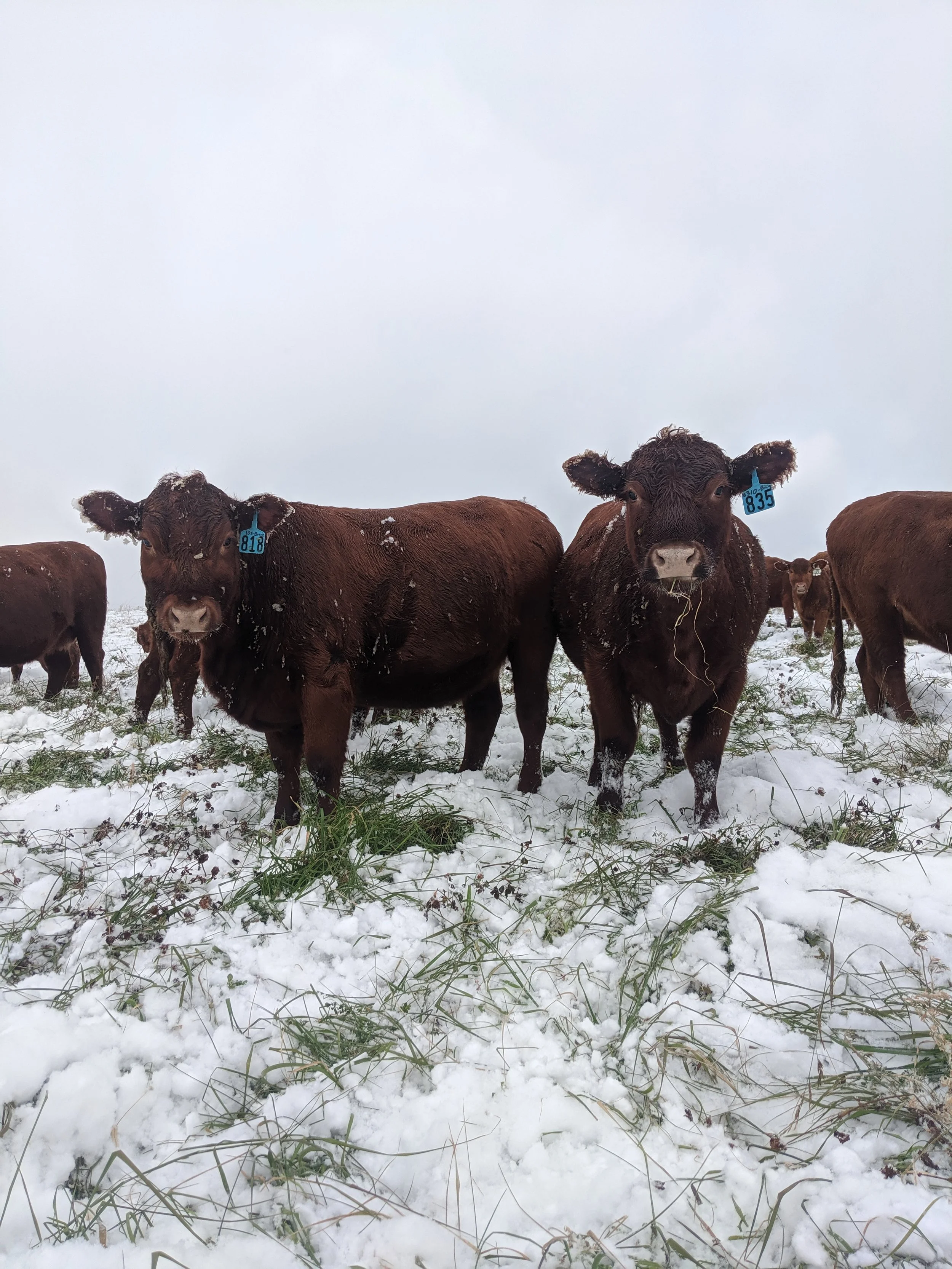 Winter Challenges - A Story from a Grass Fed Cattle Co. Farmer