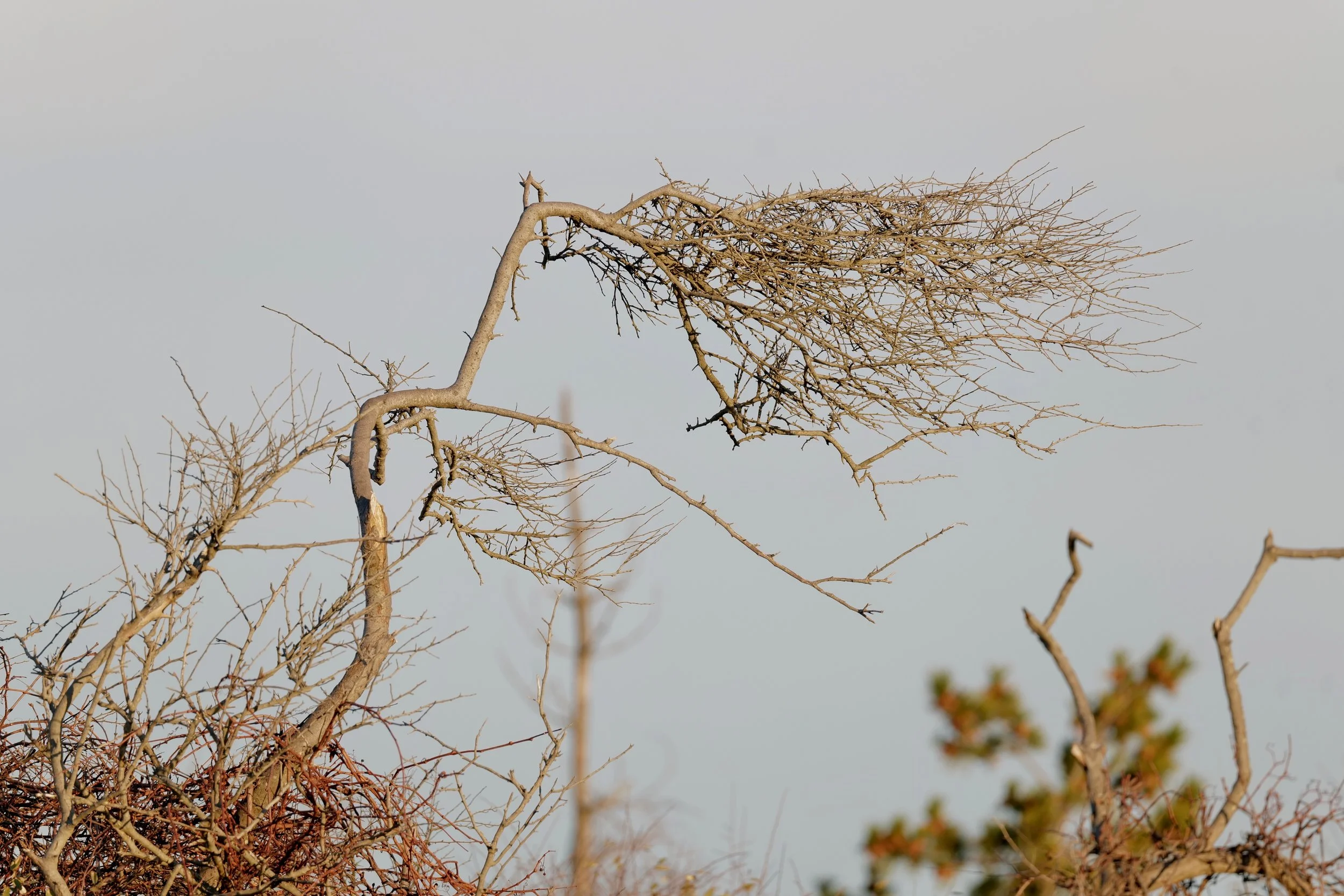 Robert Moses Novemeber 27 - 1.jpeg