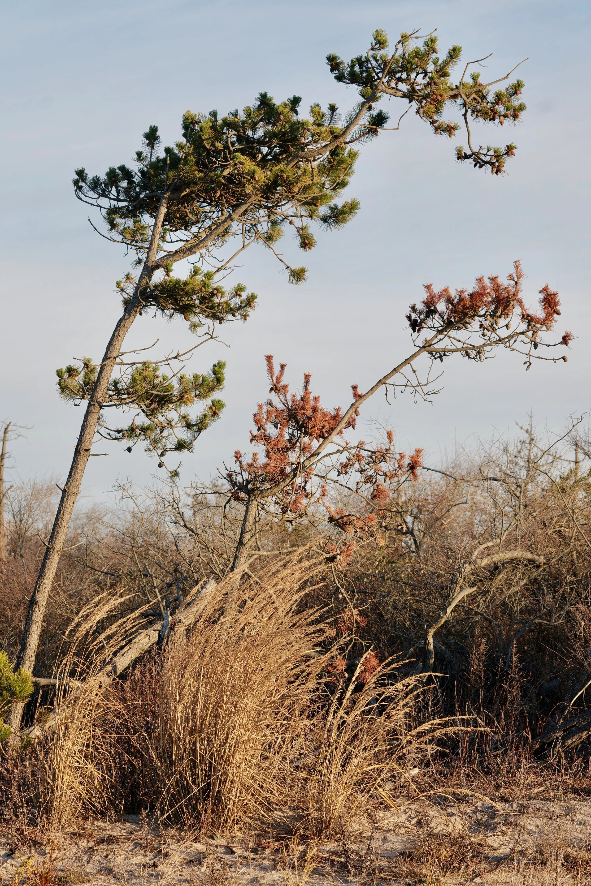 Robert Moses Novemeber 27 - 2.jpeg