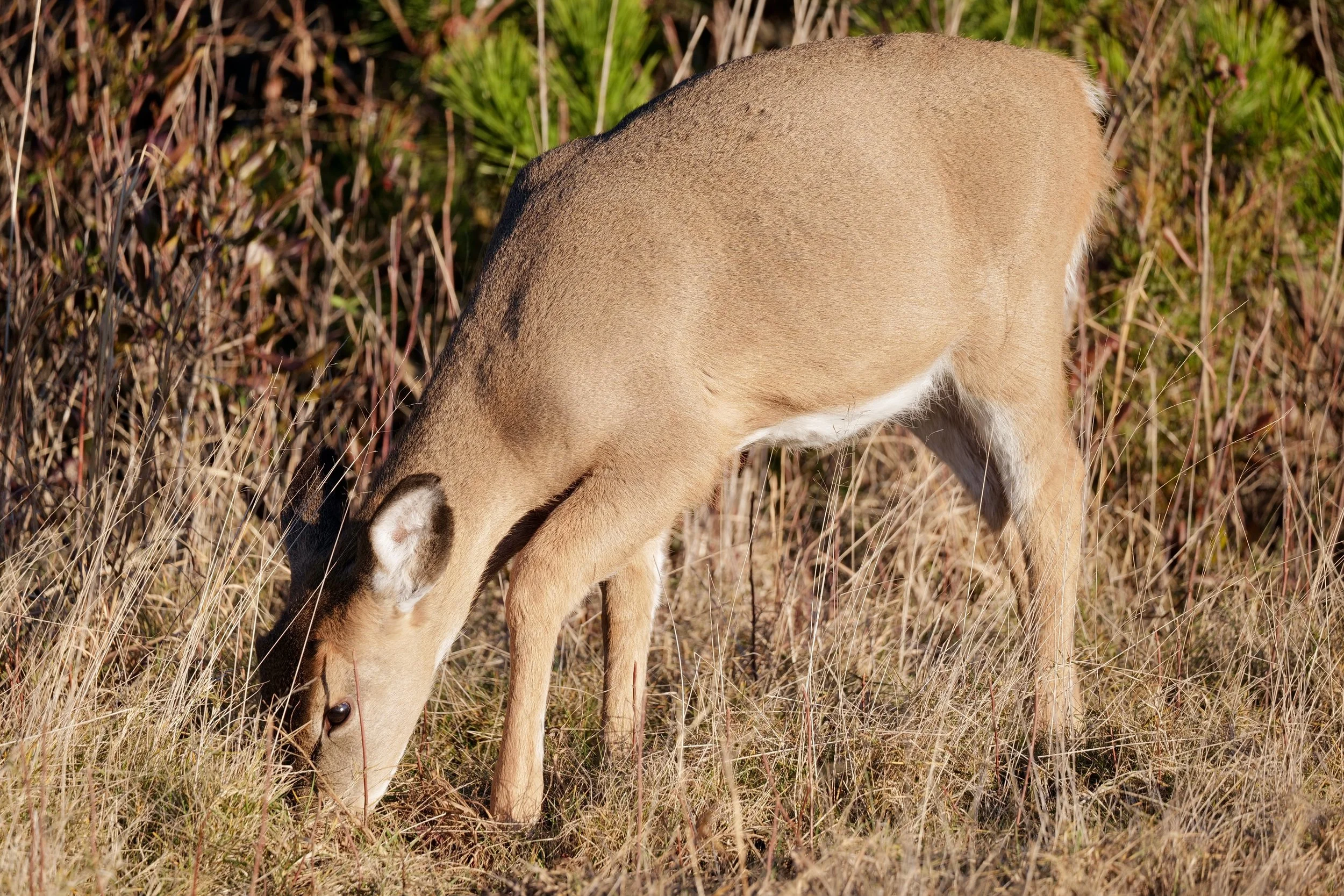 Robert Moses Novemeber 27 - 5.jpeg