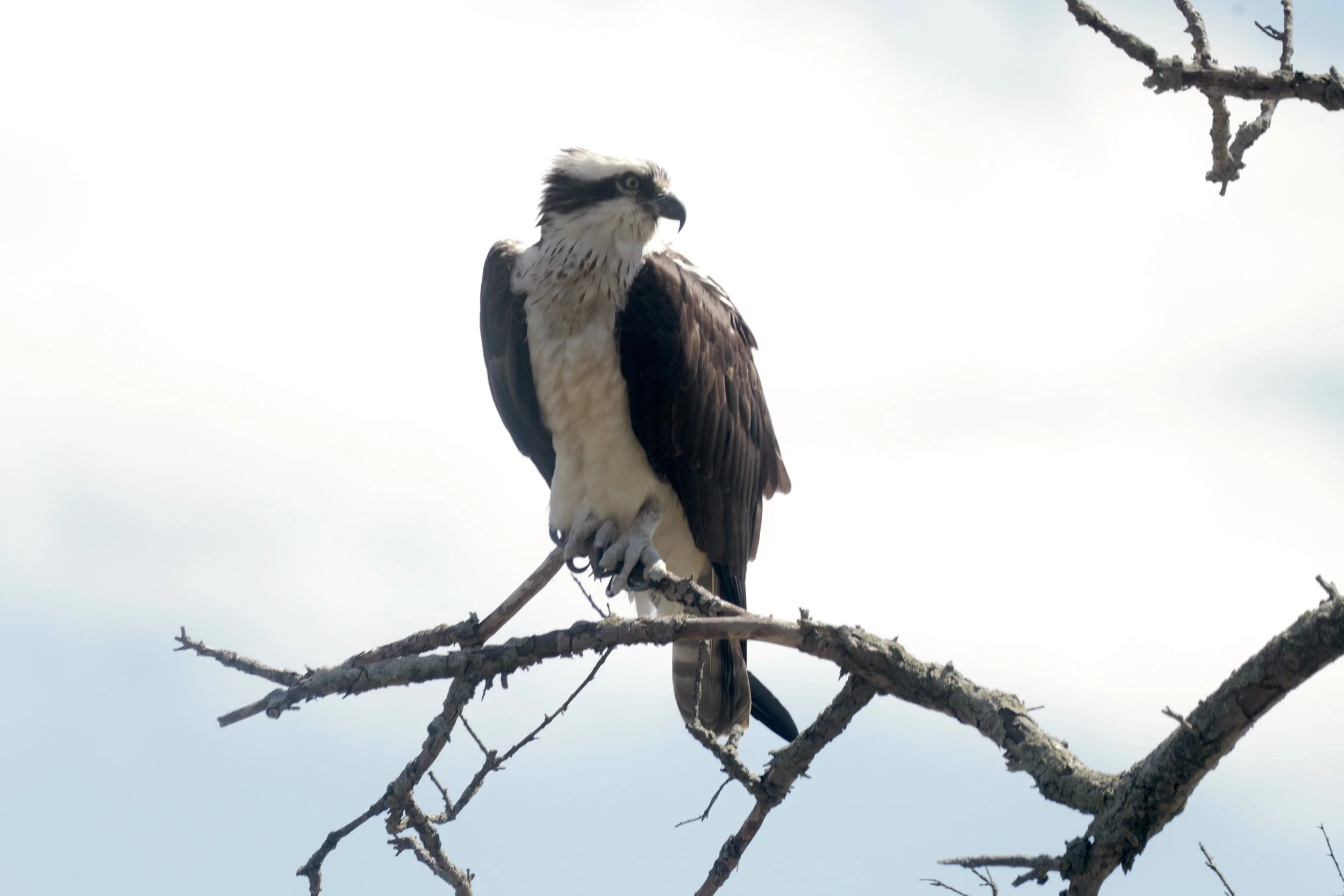 Spring has sprung on South Shore