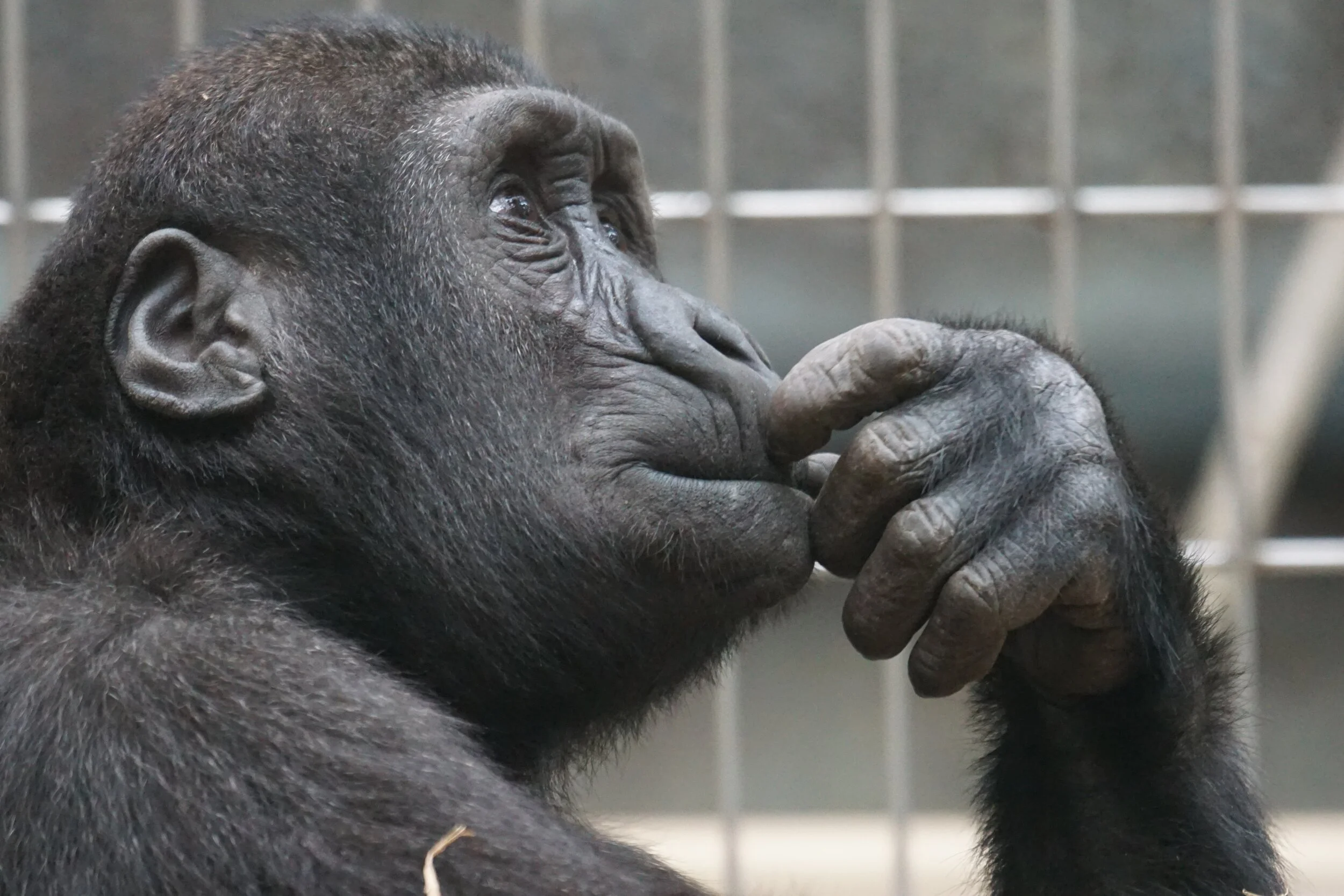 Who guesses best – an intellectual or a chimpanzee