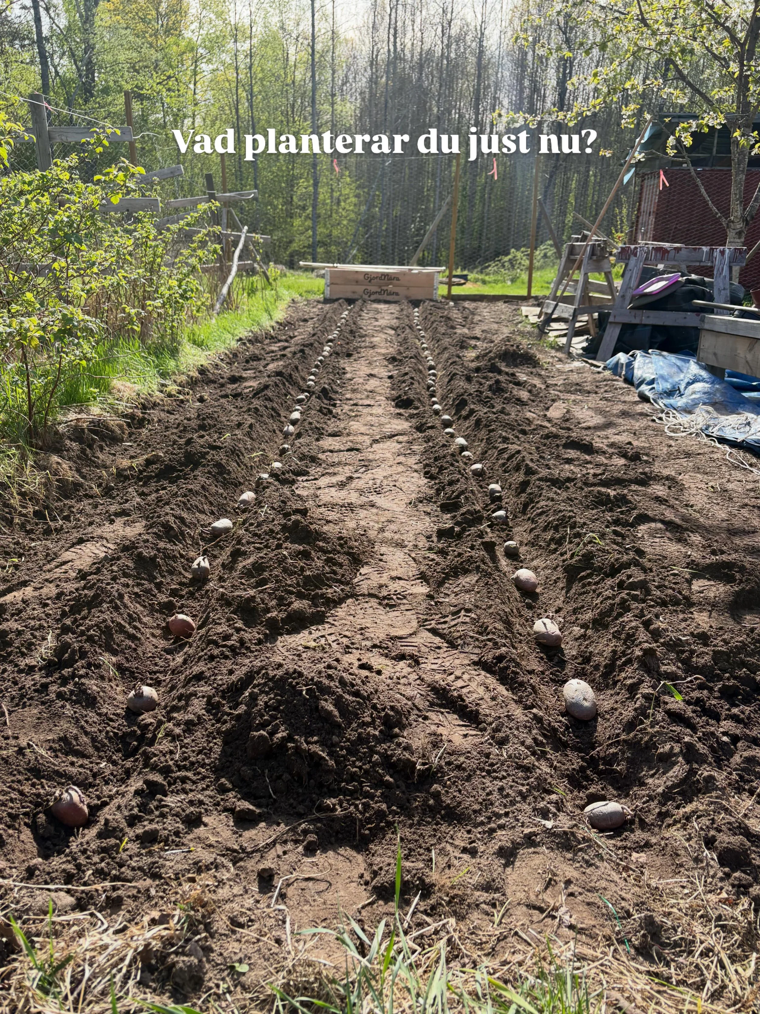 Senaste veckan har jag k&auml;nt mig stressad &ouml;ver potatislandet. Det &auml;r n&aring;got som k&auml;nts hoppl&ouml;st att f&aring; till att g&ouml;ra sj&auml;lv med bebis &aring; allt. 

S&aring; n&auml;r Emil tog tag i att lyfta bort markduken