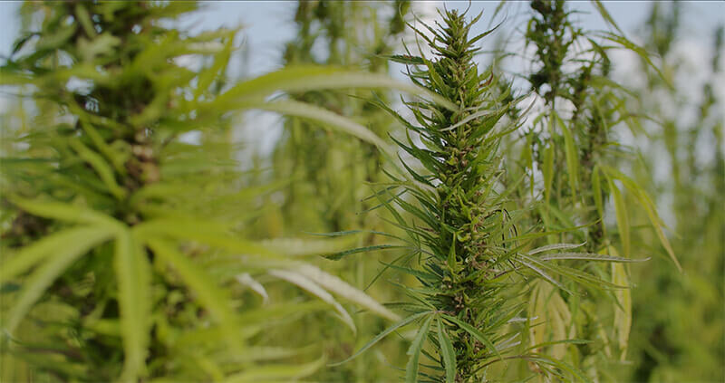 CannabisExtraction-WholeSpectrum-AmericanExtractions.jpg