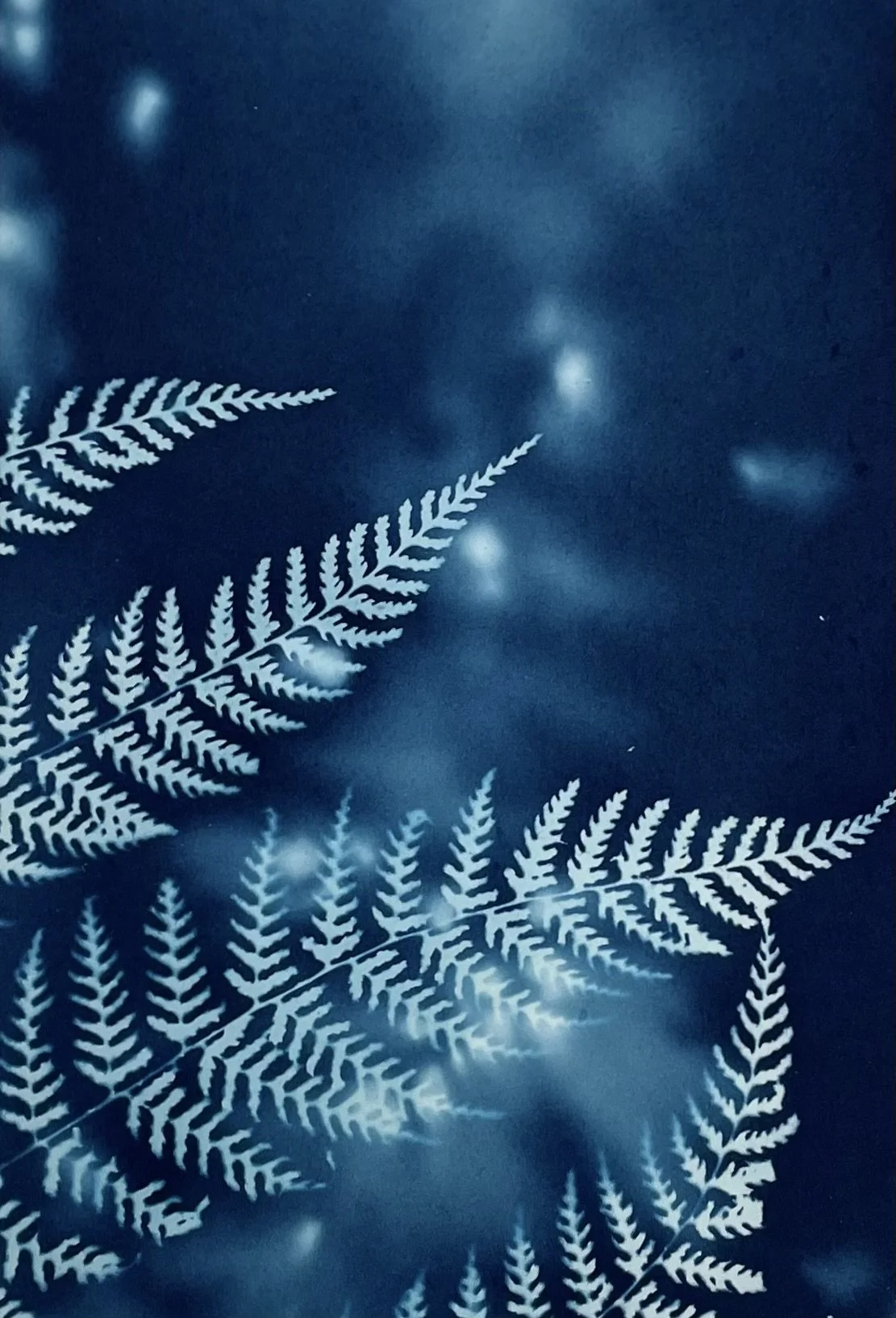 Cyanotype Fern Image.jpg