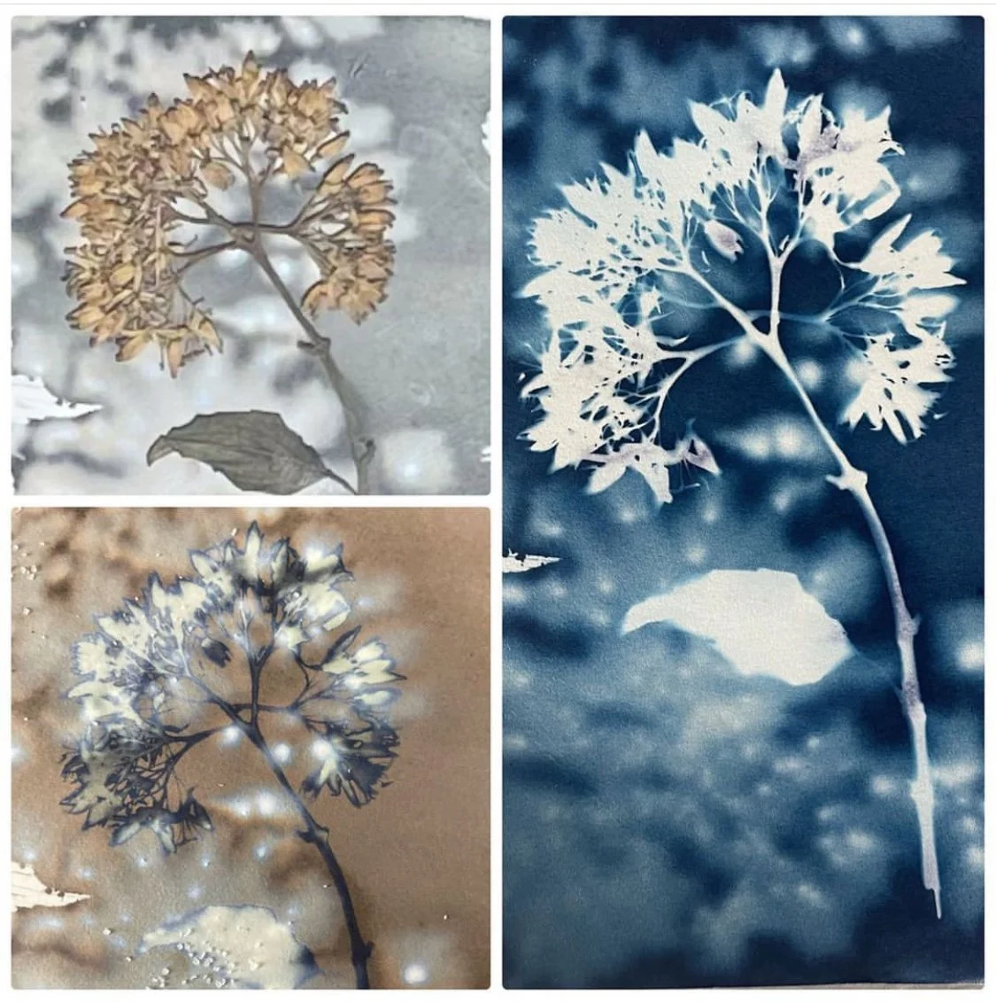 Cyanotype Process image.jpg