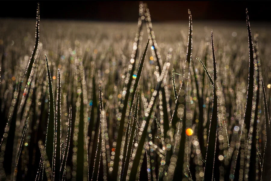 grass.jpg