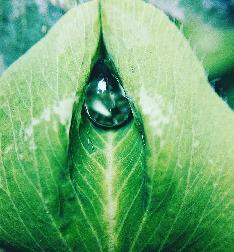 Plants &amp; Pleasure: Allies for Arousal &amp; Science of Sensuality