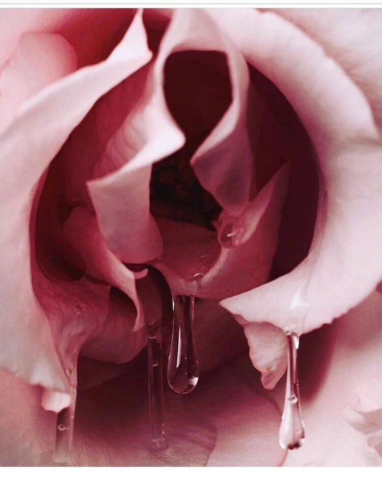Pussy Witch Wisdom, Stitch &amp; Bitch #2: Vaginal Ecology: Healing Yeast, BV, Herpes, HPV, &amp; other infections / 