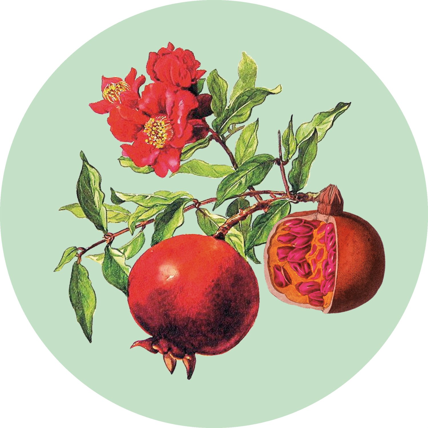 Vaginal Ecology: Plants &amp; Practical Magic