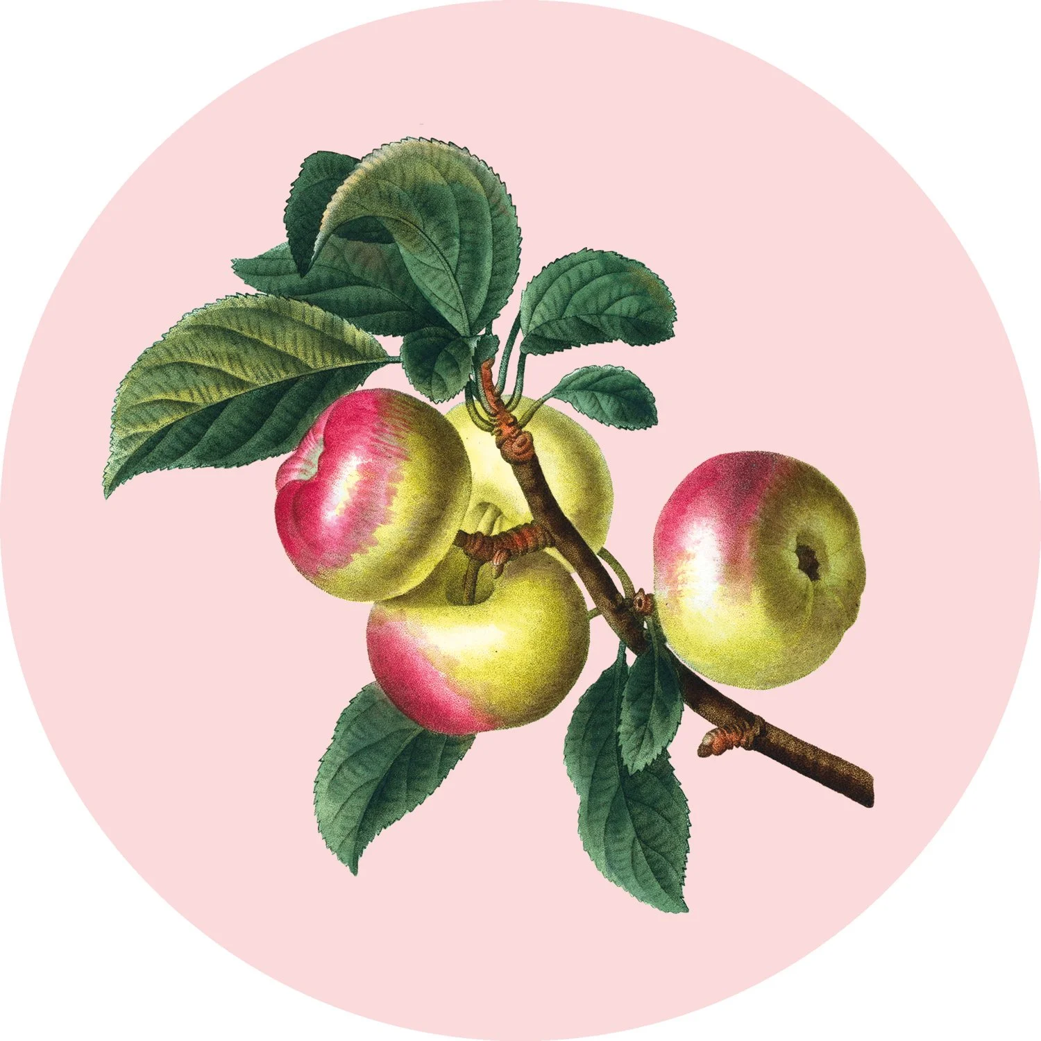 Plants &amp; Pleasure : Allies for Arousal &amp; The Science of Sensuality