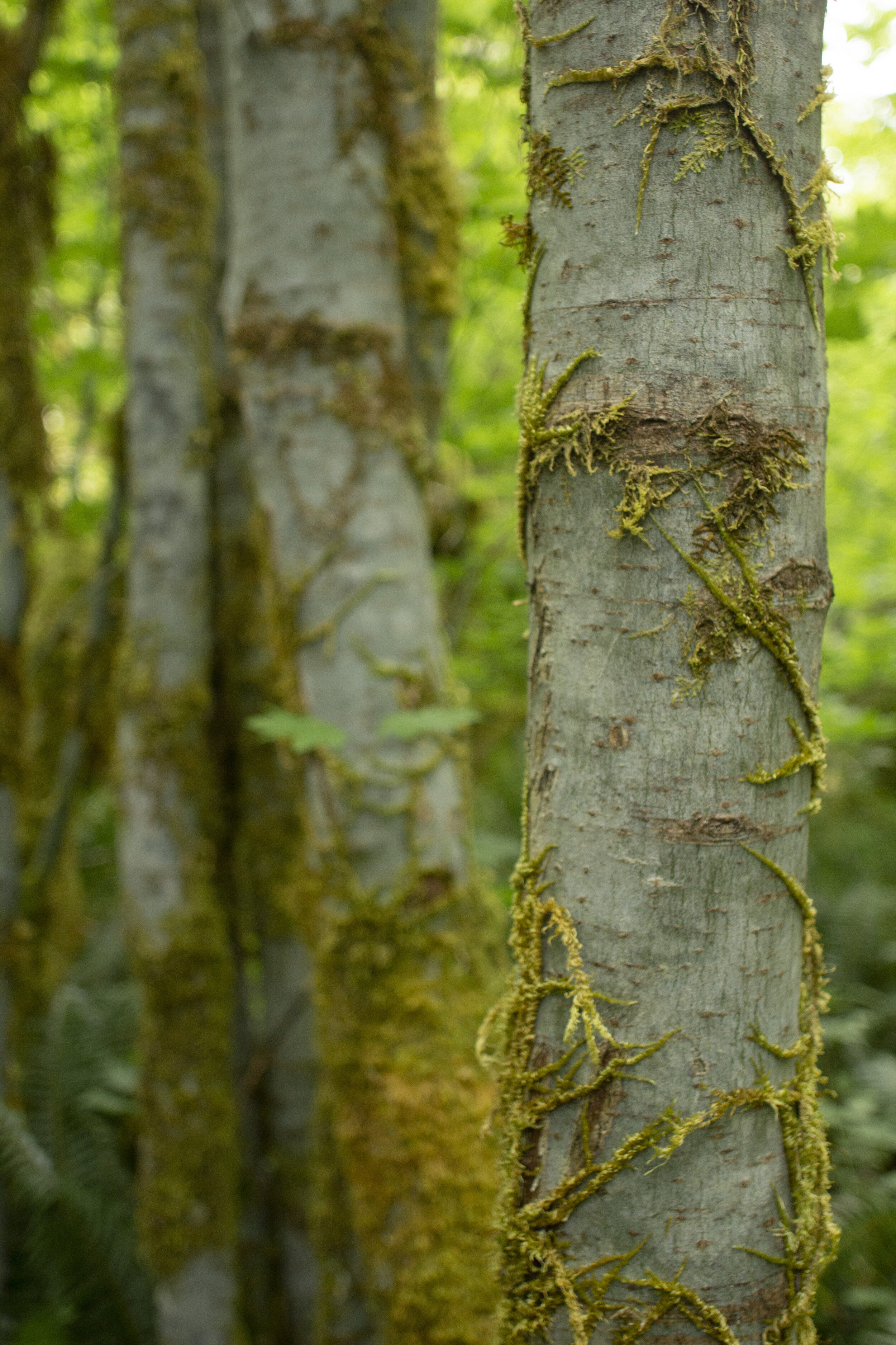 Washington - Olympic National Park