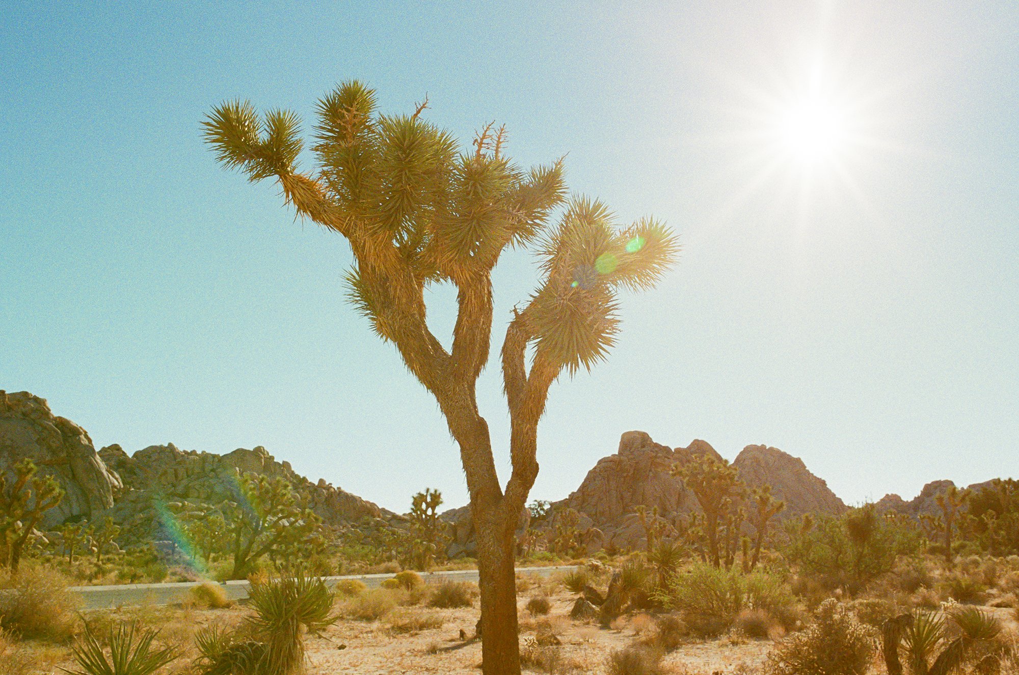 Joshua-Tree&Cambria-Edits-2 copy.jpg
