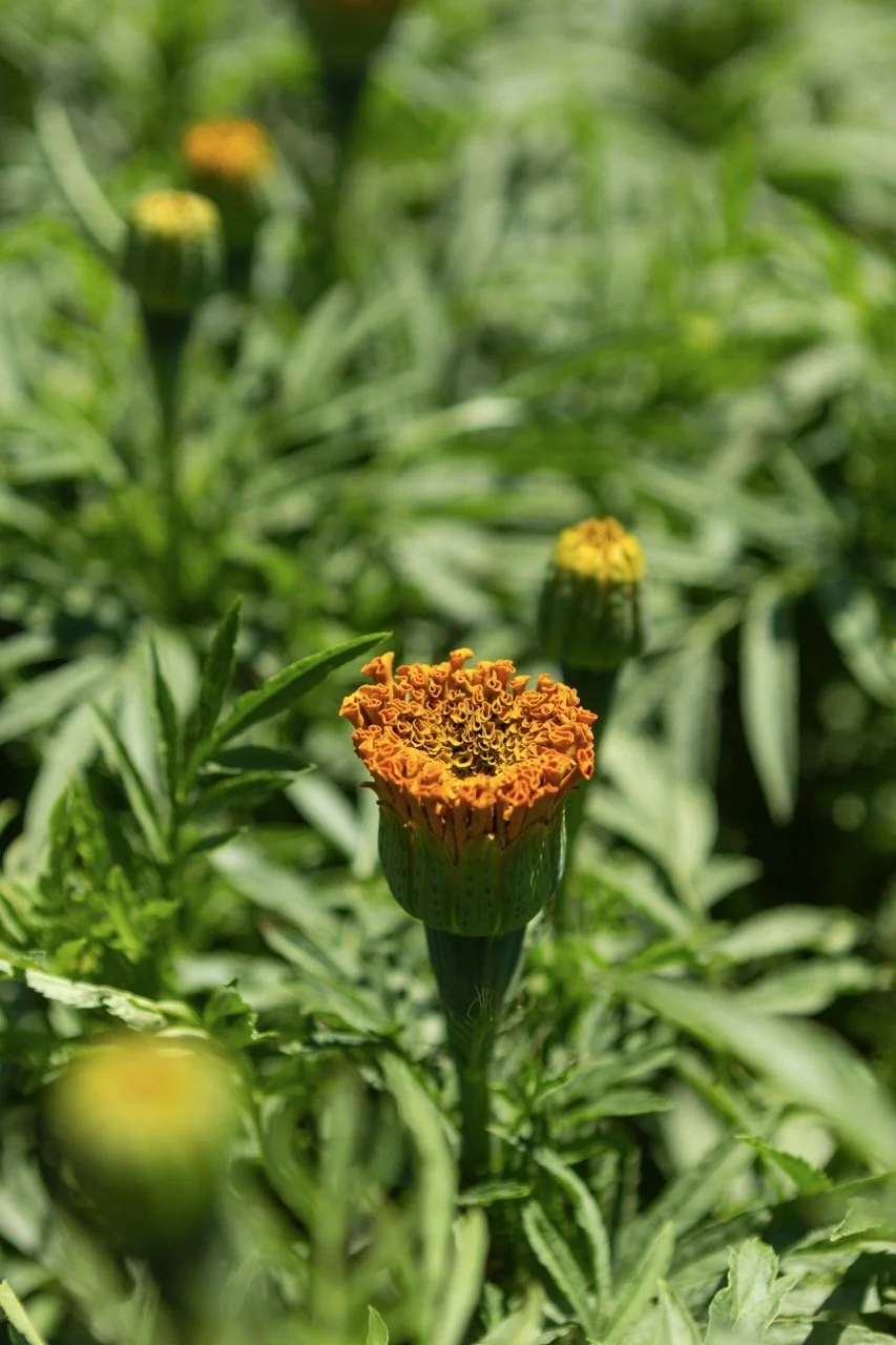 Farm n Sama 009 copy Large.jpeg