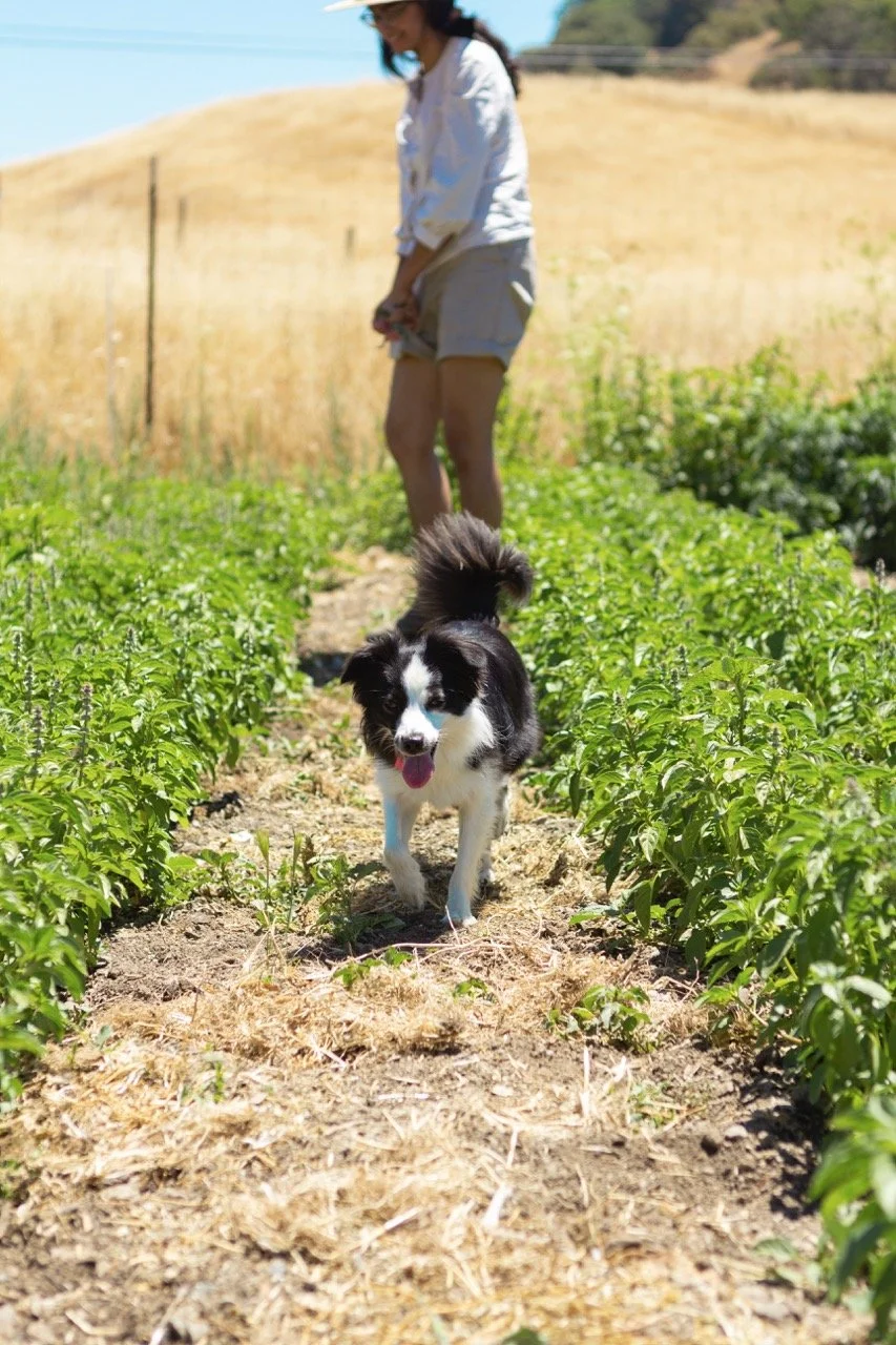 Farm n Sama 013 copy Large.jpeg