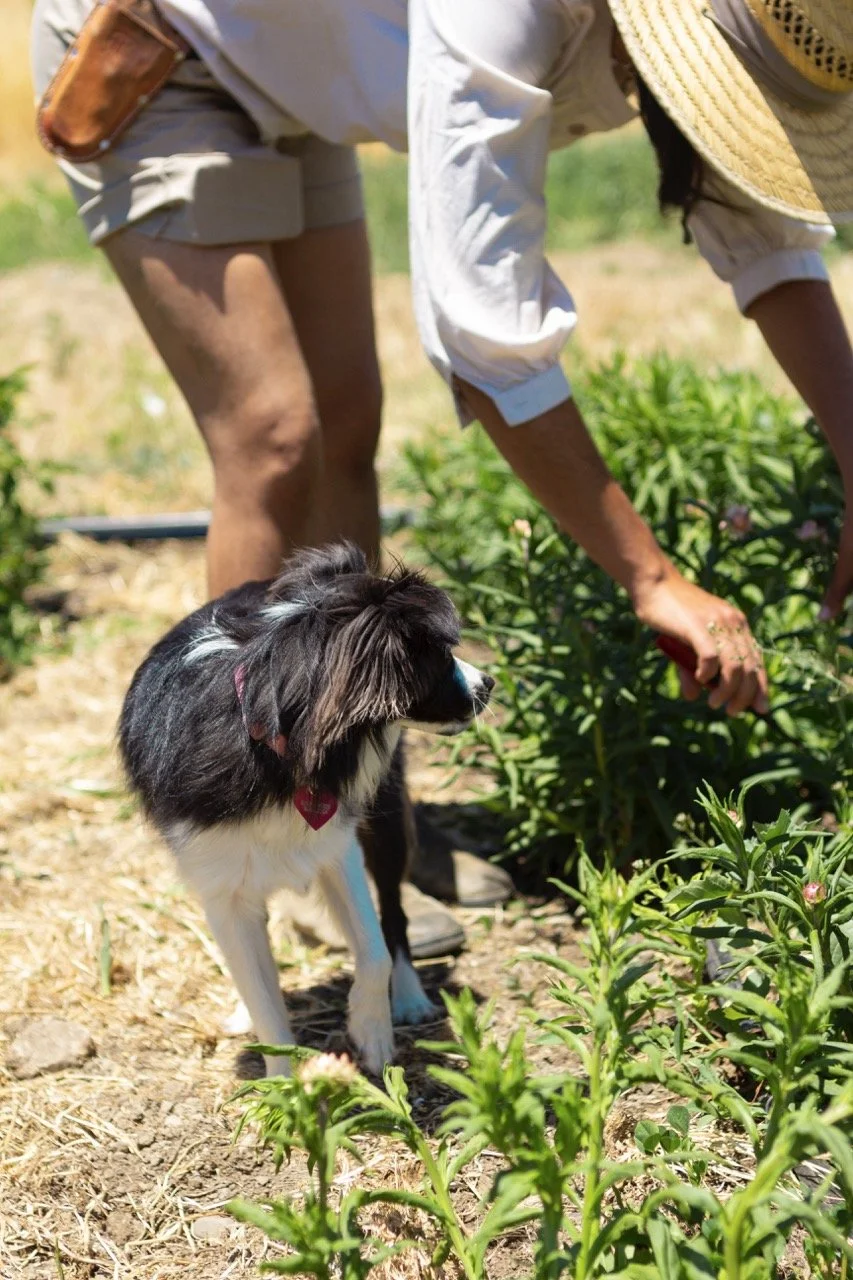 Farm n Sama 018* copy Large.jpeg