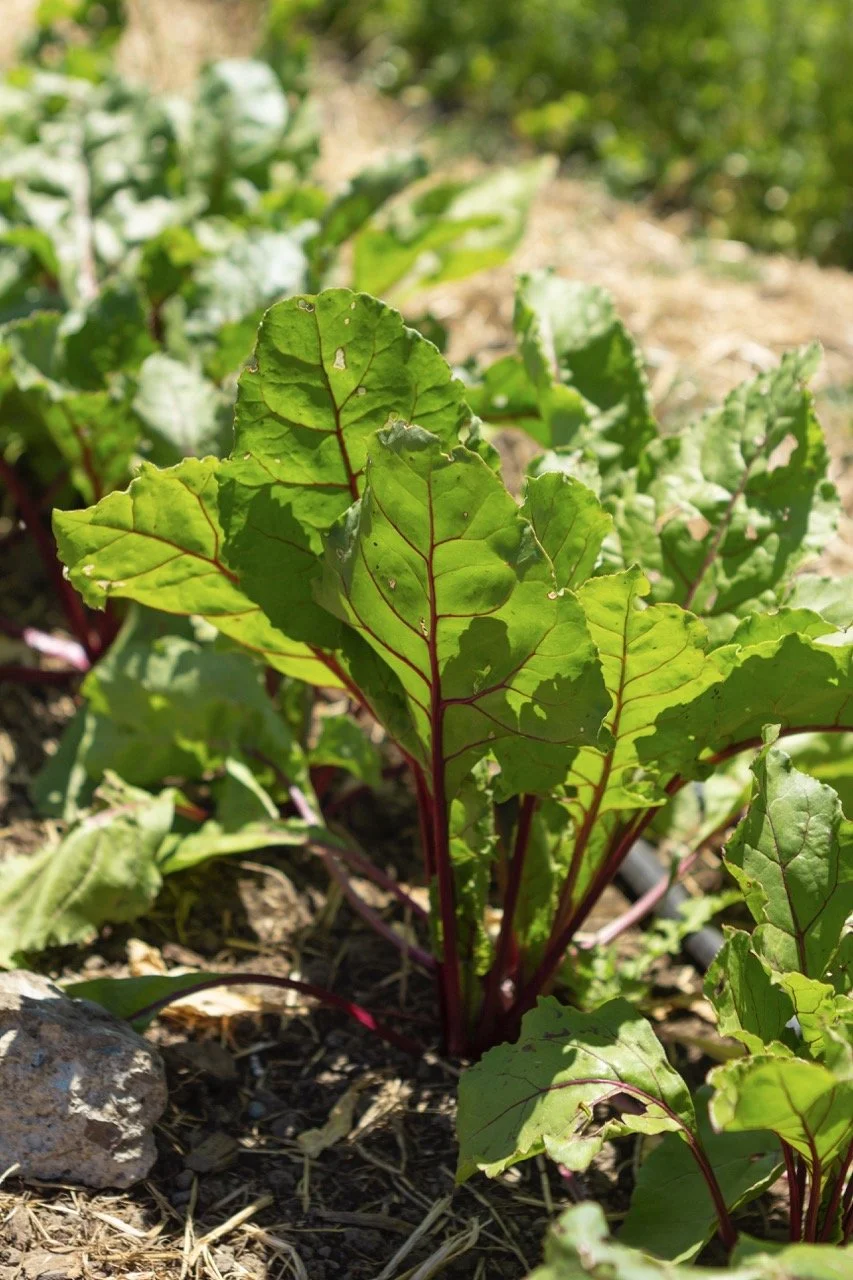 Farm n Sama 022 copy Large.jpeg