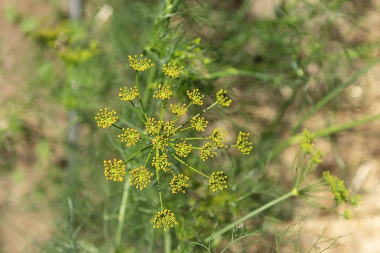 Farm n Sama 038* copy Large.jpeg