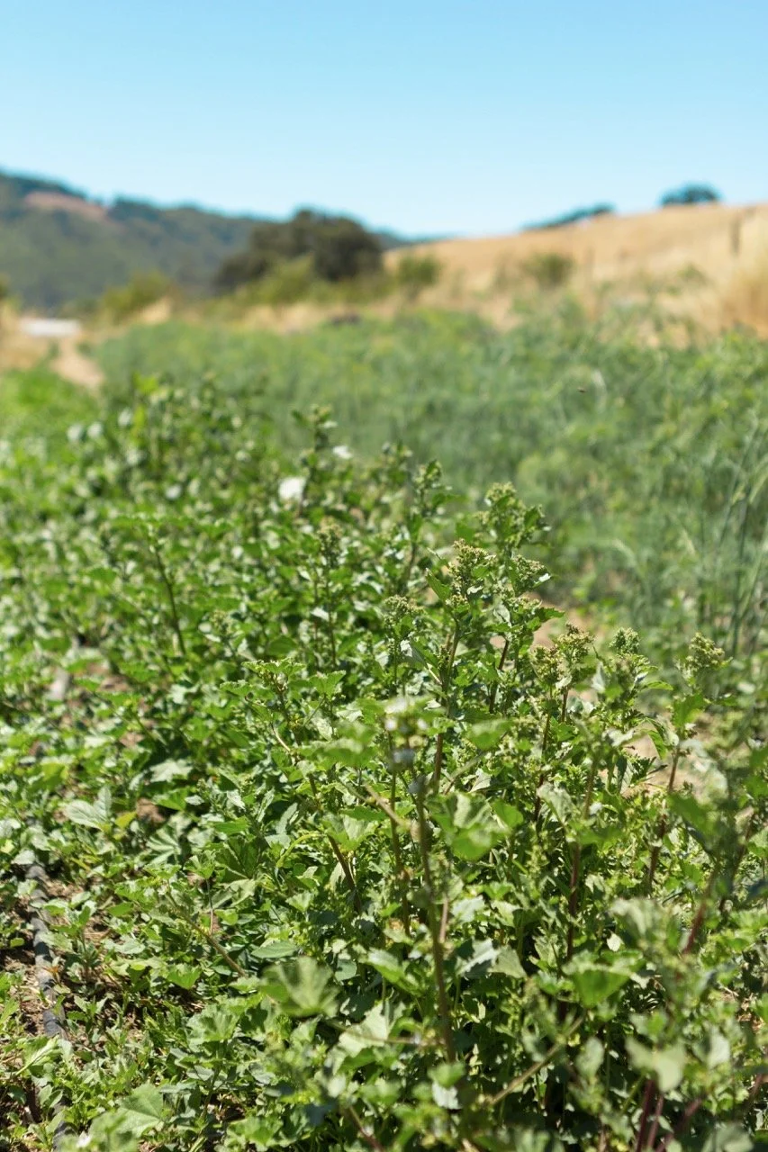 Farm n Sama 035 copy Large.jpeg