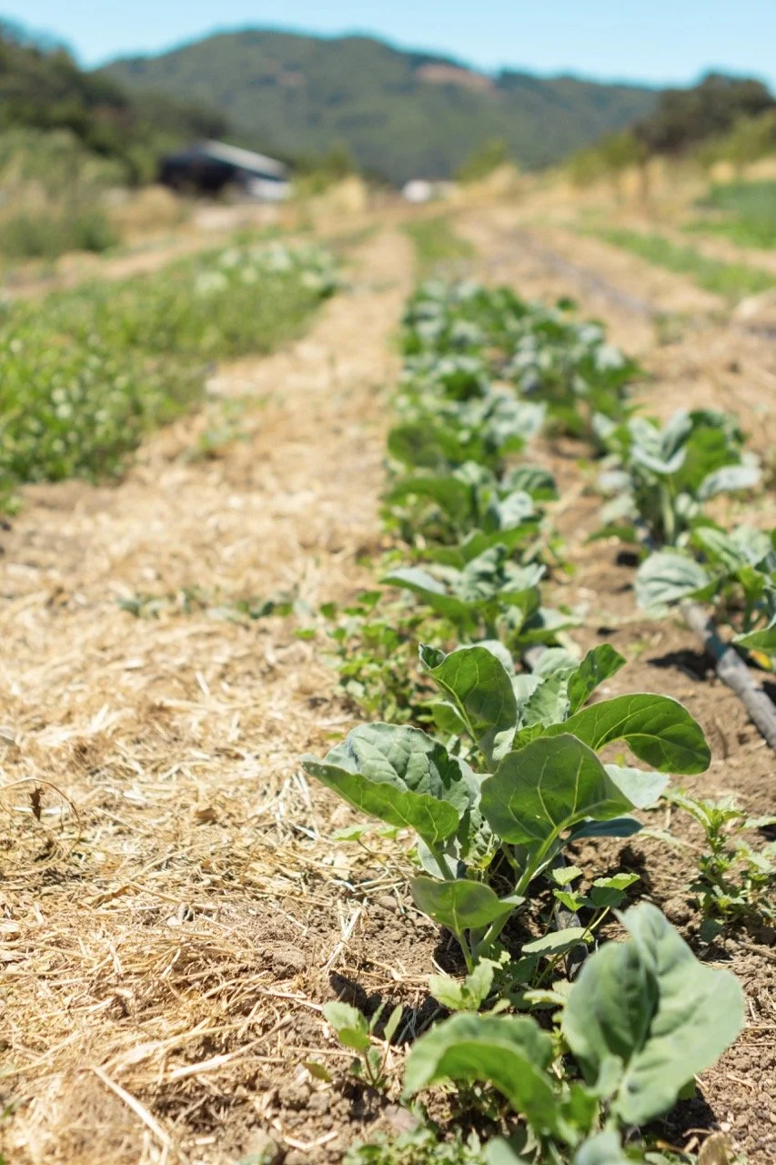 Farm n Sama 034* copy Large.jpeg