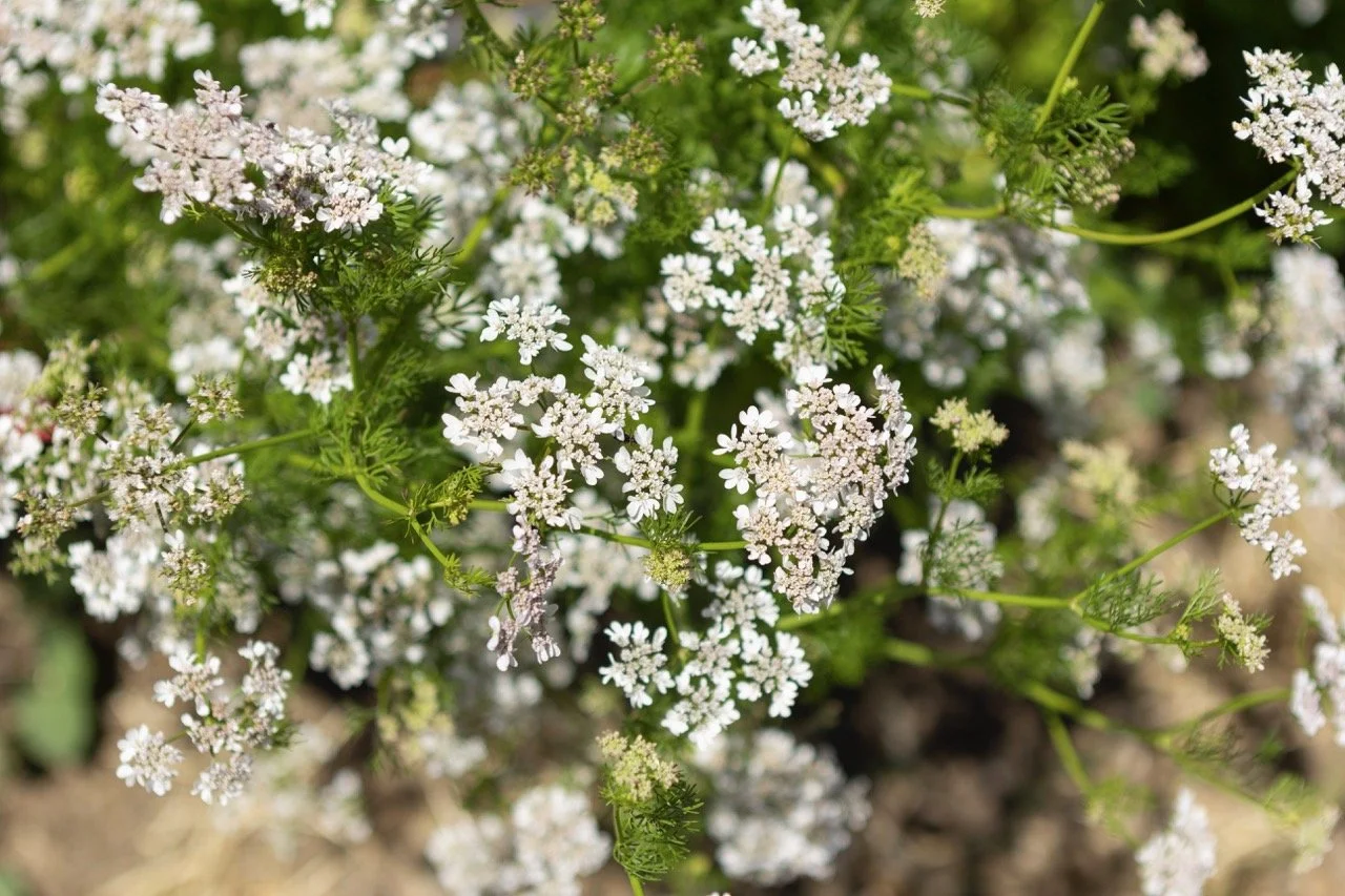 Farm n Sama 042 copy Large.jpeg