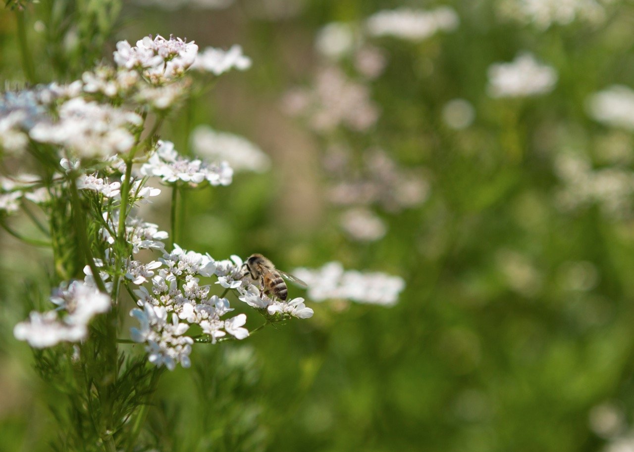 Farm n Sama 044*-c copy Large.jpeg