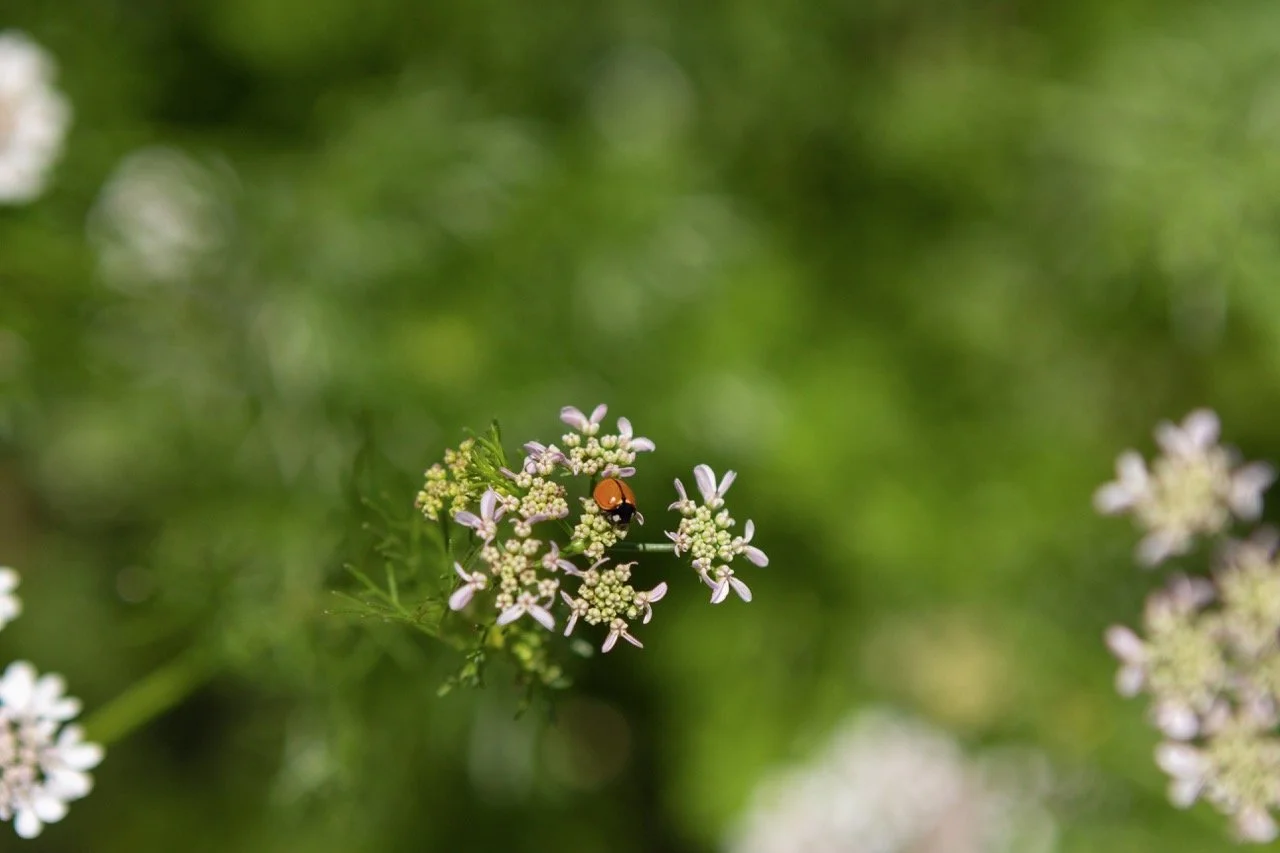 Farm n Sama 046* copy Large.jpeg