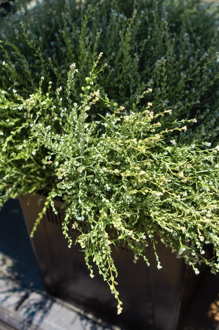 Farm n Sama 048 copy Large.jpeg