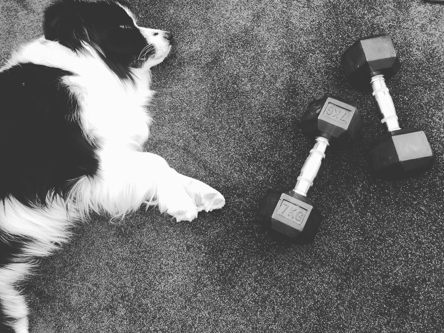 Happy international doggy day to our fittest employee &rsquo;Oscar&rsquo; 🐶🐾❤️#workingoutmakeshimverytired 🏋️ #butverycute 🙌