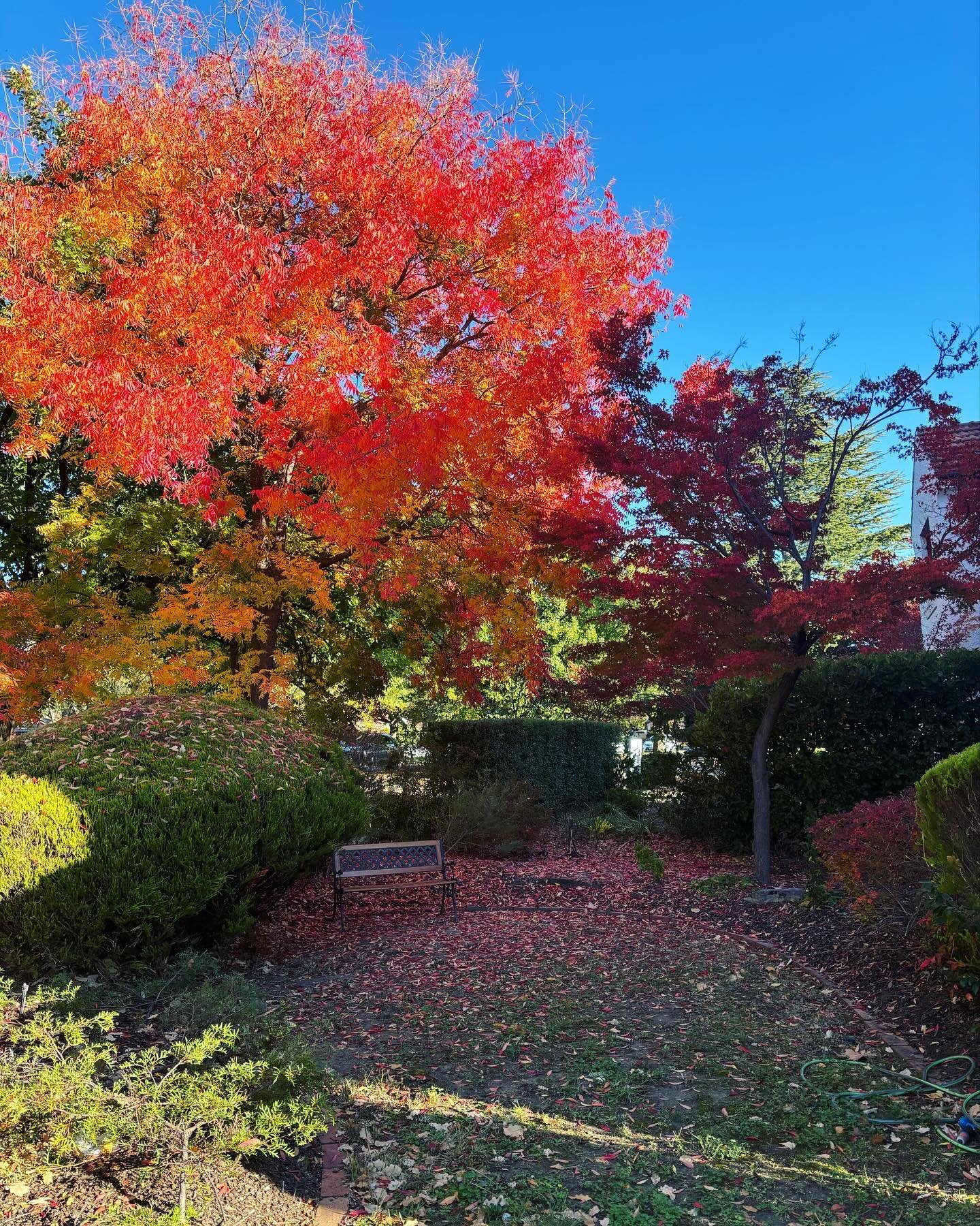 Warming our windows to the soul 🍁🍂🍁
Spot the difference-swipe ➡️