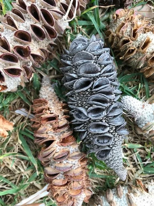 ADVANTAGING YOUR AGENCY WHEN ASKING FOR VOLUNTEER COMMITMENT