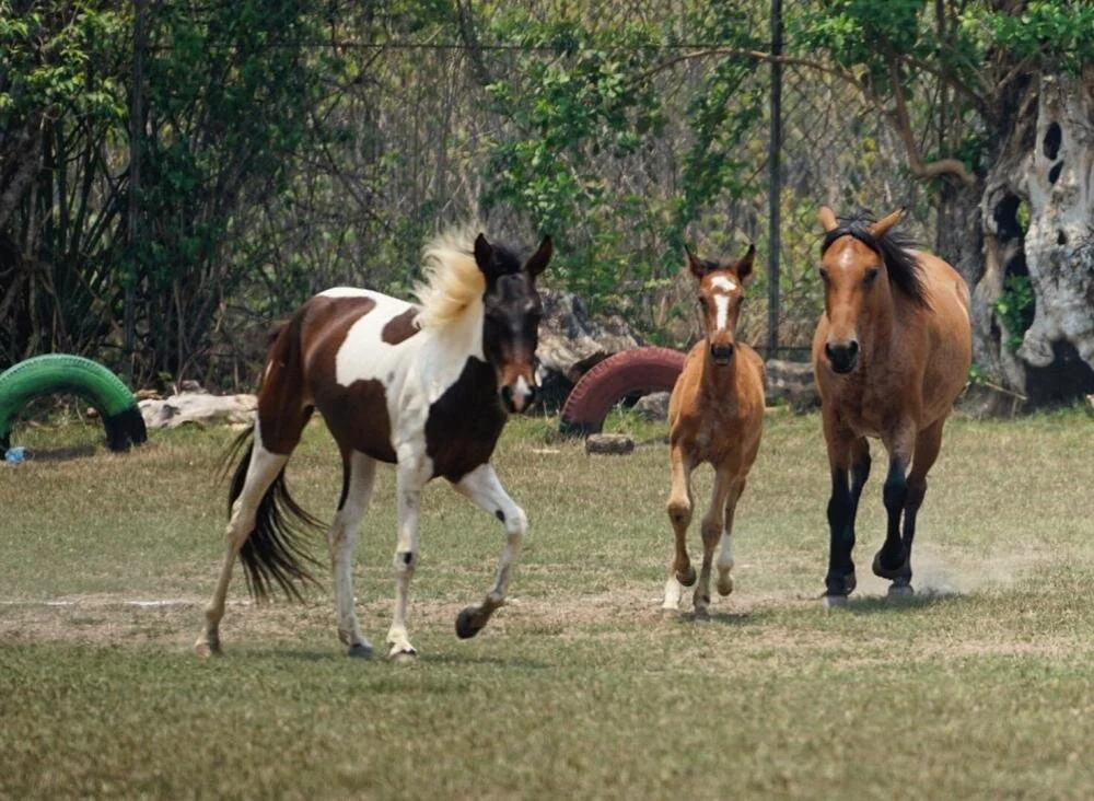 "Ten Cuidado" | "Be Careful"