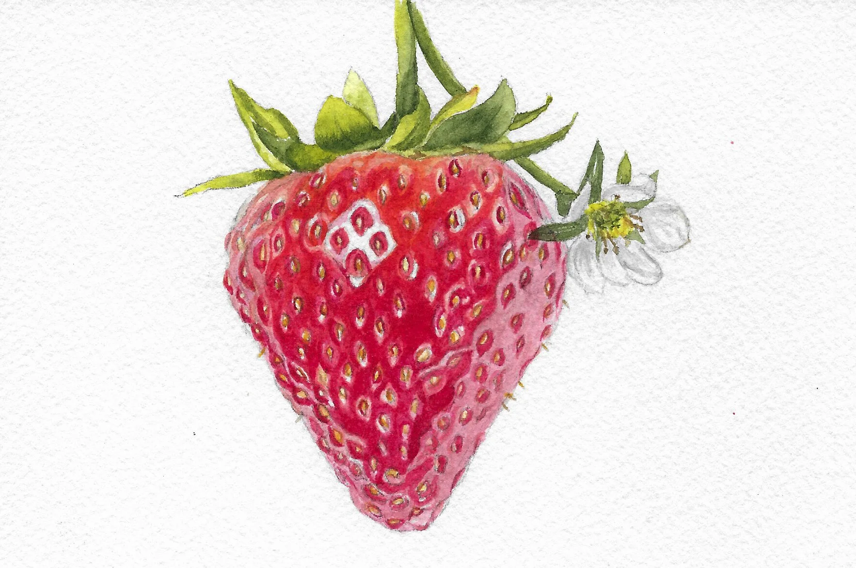 food commission_watercolor_scan 1.jpg