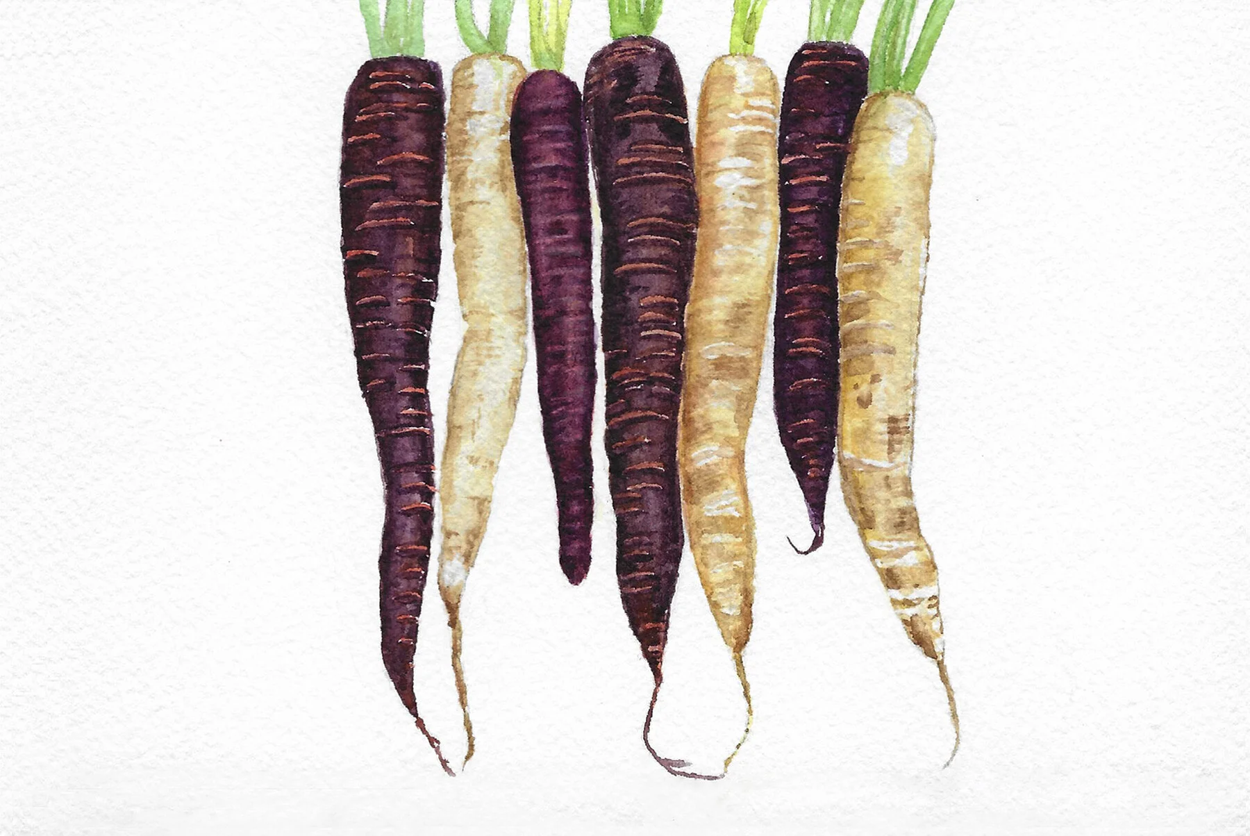 Rainbow carrots 4x6.jpg