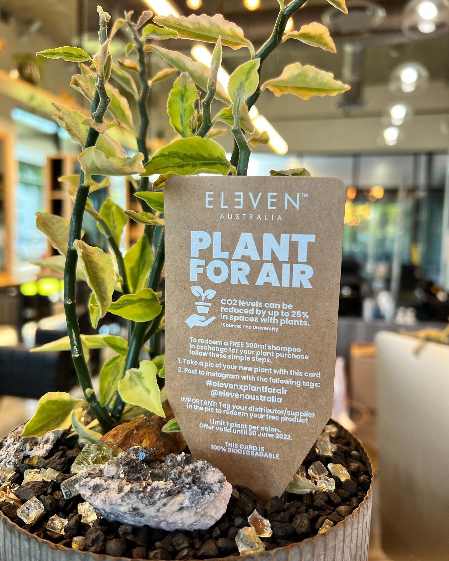 During the month of June, salons are given complimentary ELEVEN Australia x Plant For Air Cards and are encouraged to purchase a plant, post an image of it in their salon with the hashtag #elevenxplantforair @elevenaustralia in exchange for a free fu