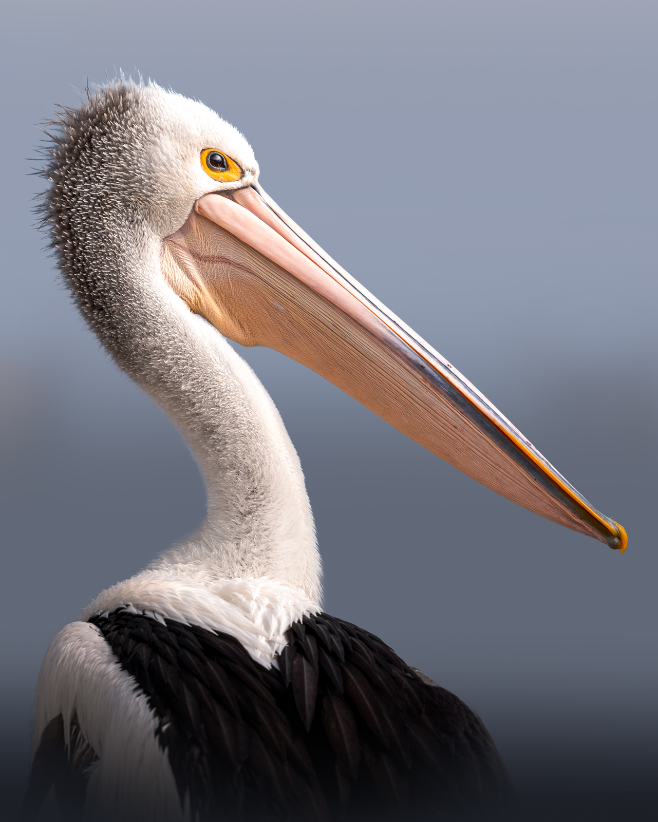45-Australian-Pelican.png