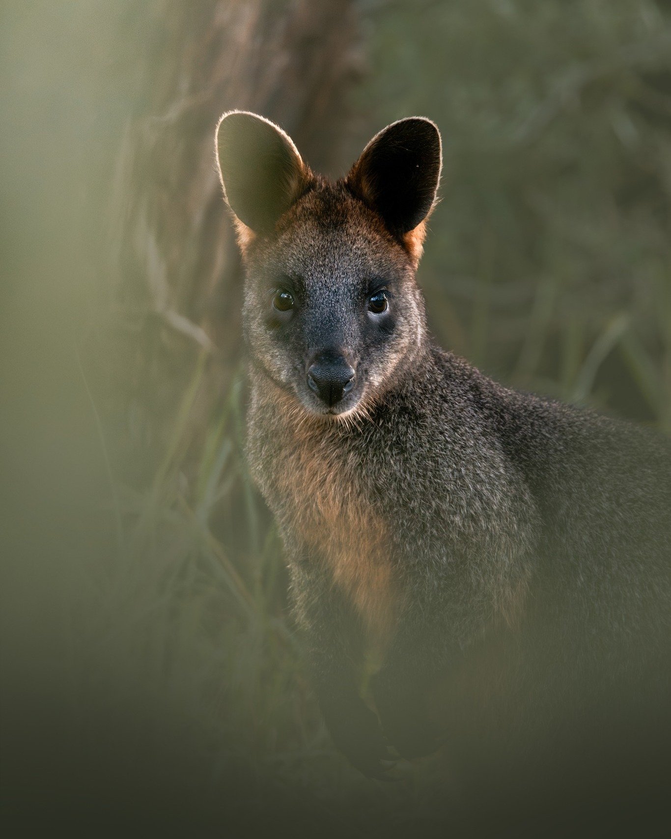 Wallabies and kangaroos&hellip; 🌿

While they can often be confused, when you see them in person, you&rsquo;ll pick out the differences right away! Wallabies tend to be a fair bit smaller, and in my experience, a lot more shy versus their kangaroo c