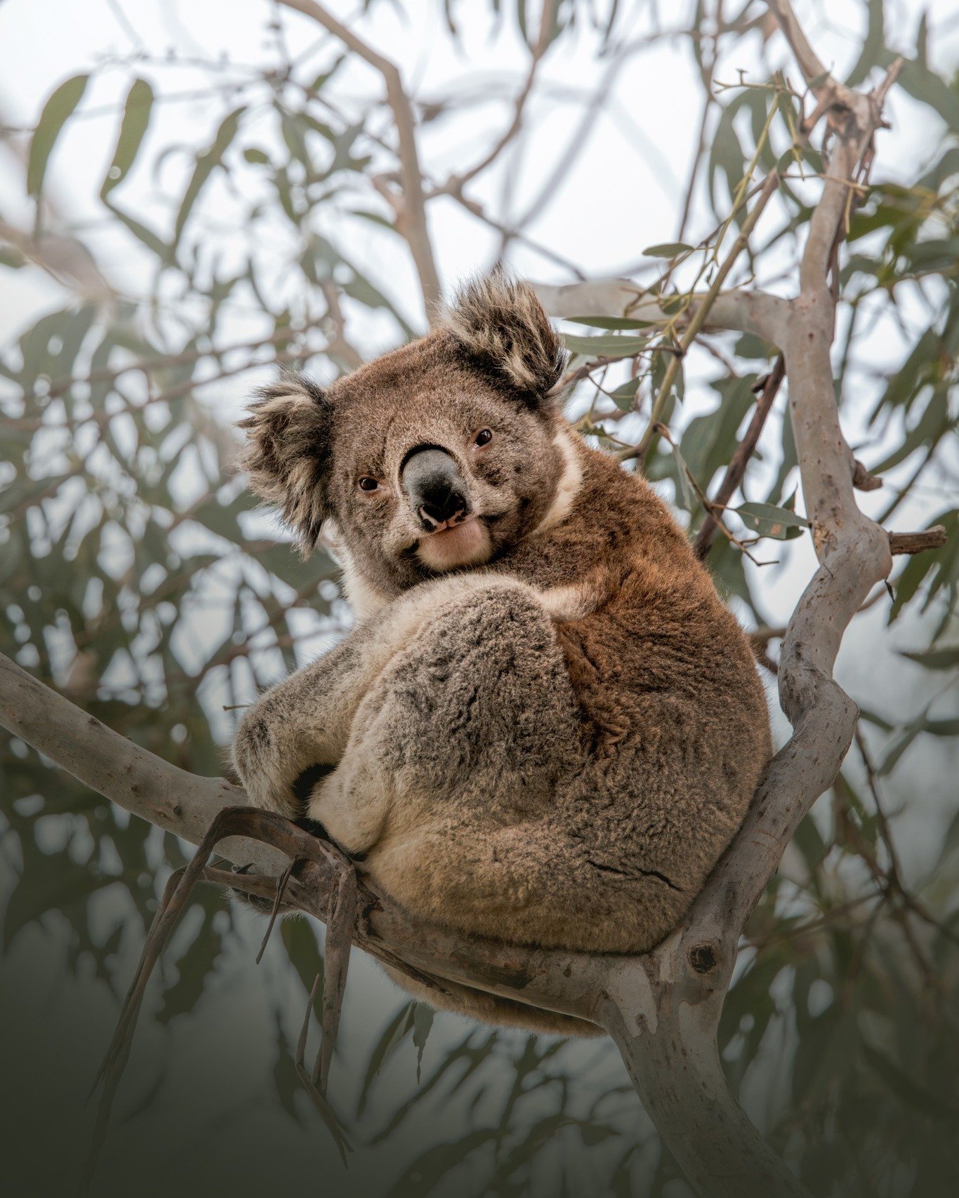 Foggy mornings + koalas&hellip; 🐨🌧️

I reckon this cheeky koala was just as curious about me as I was about it on this chilly morning.
&mdash; Its very special to spend so much time with an animal, learning their behaviours and patterns. To think i
