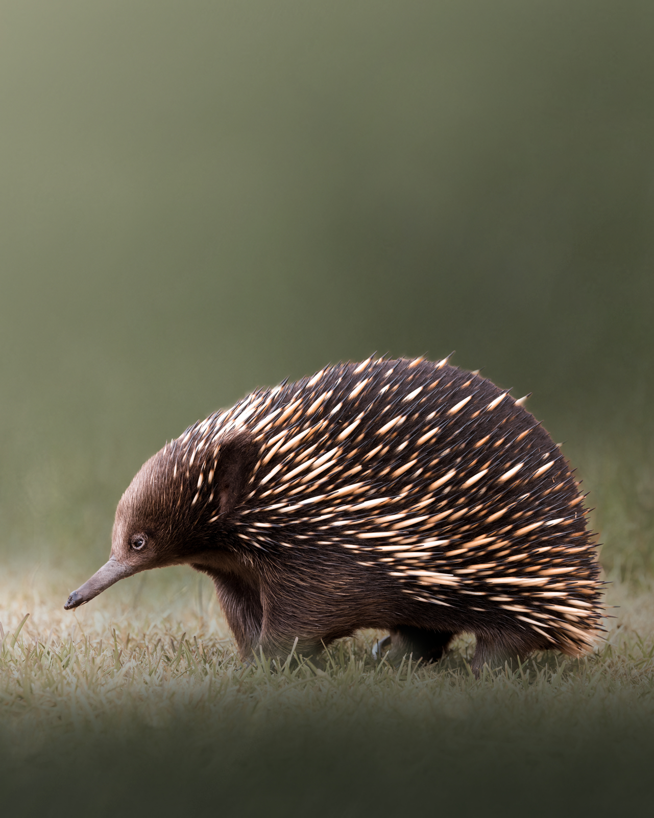 45-Australian-Echidna.png