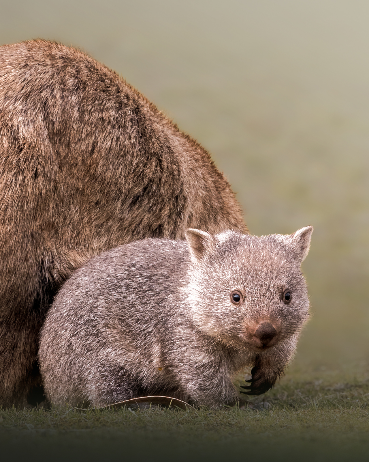 O-Joey-Wombat.png