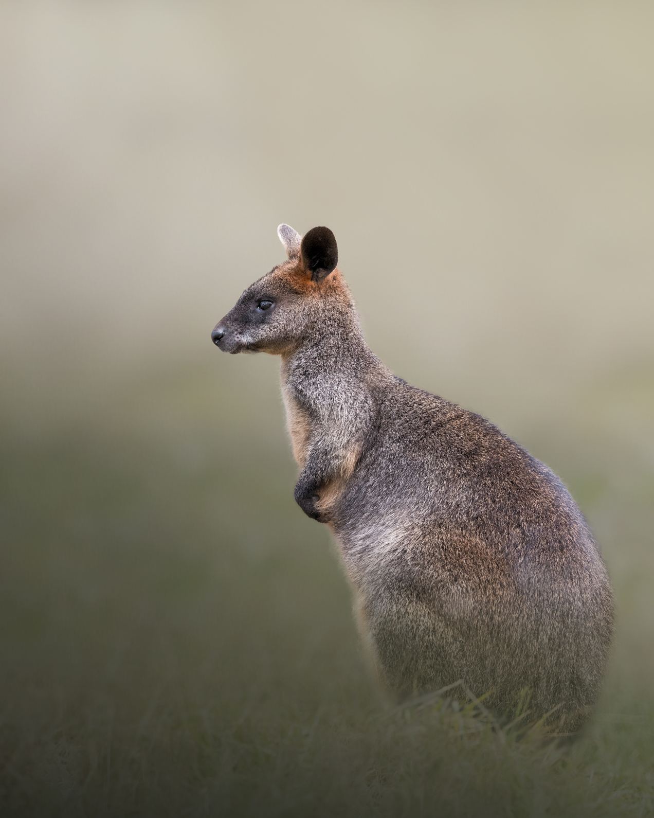 O-Wildlife-Photo.png