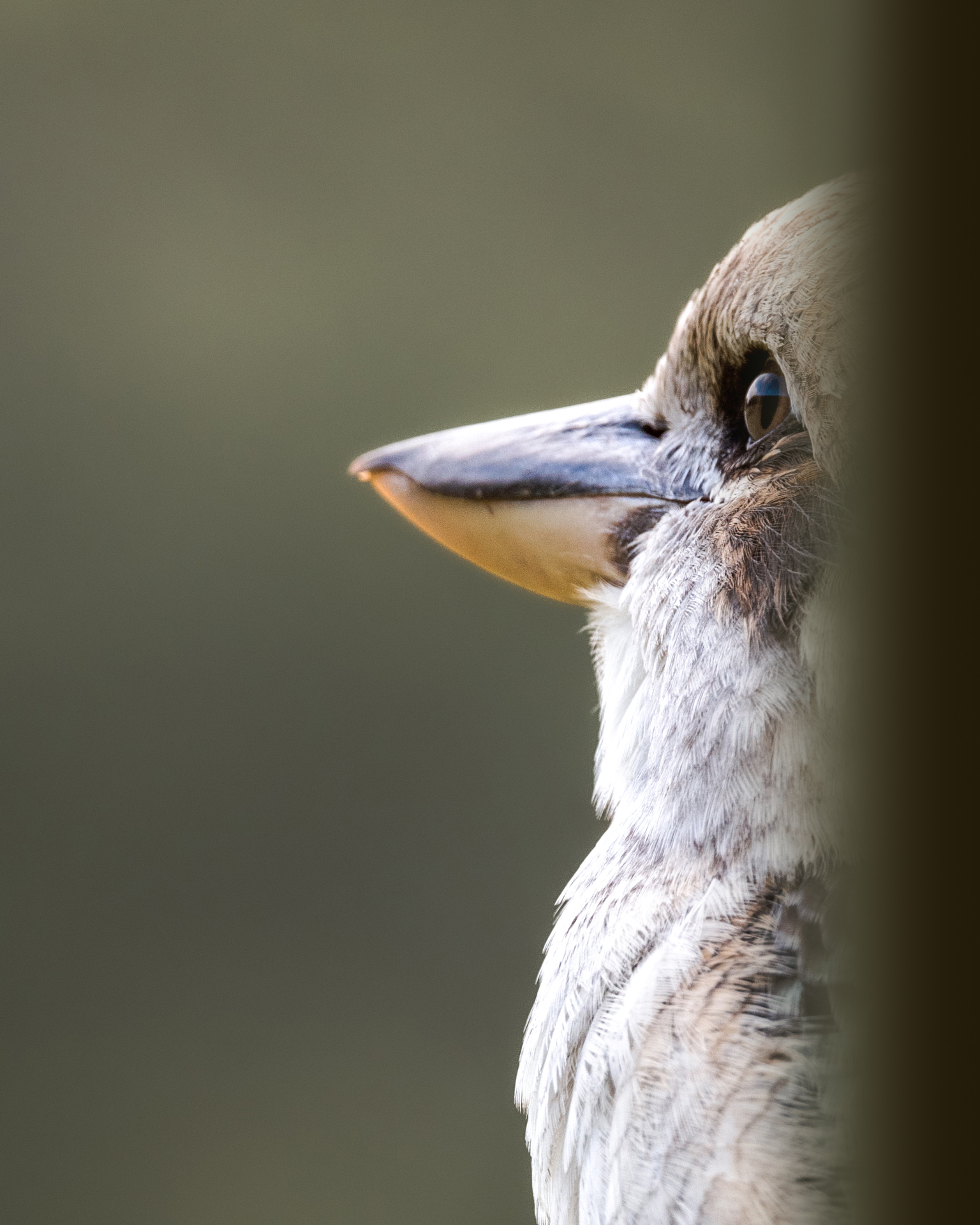 O-Conservation-Photography.png