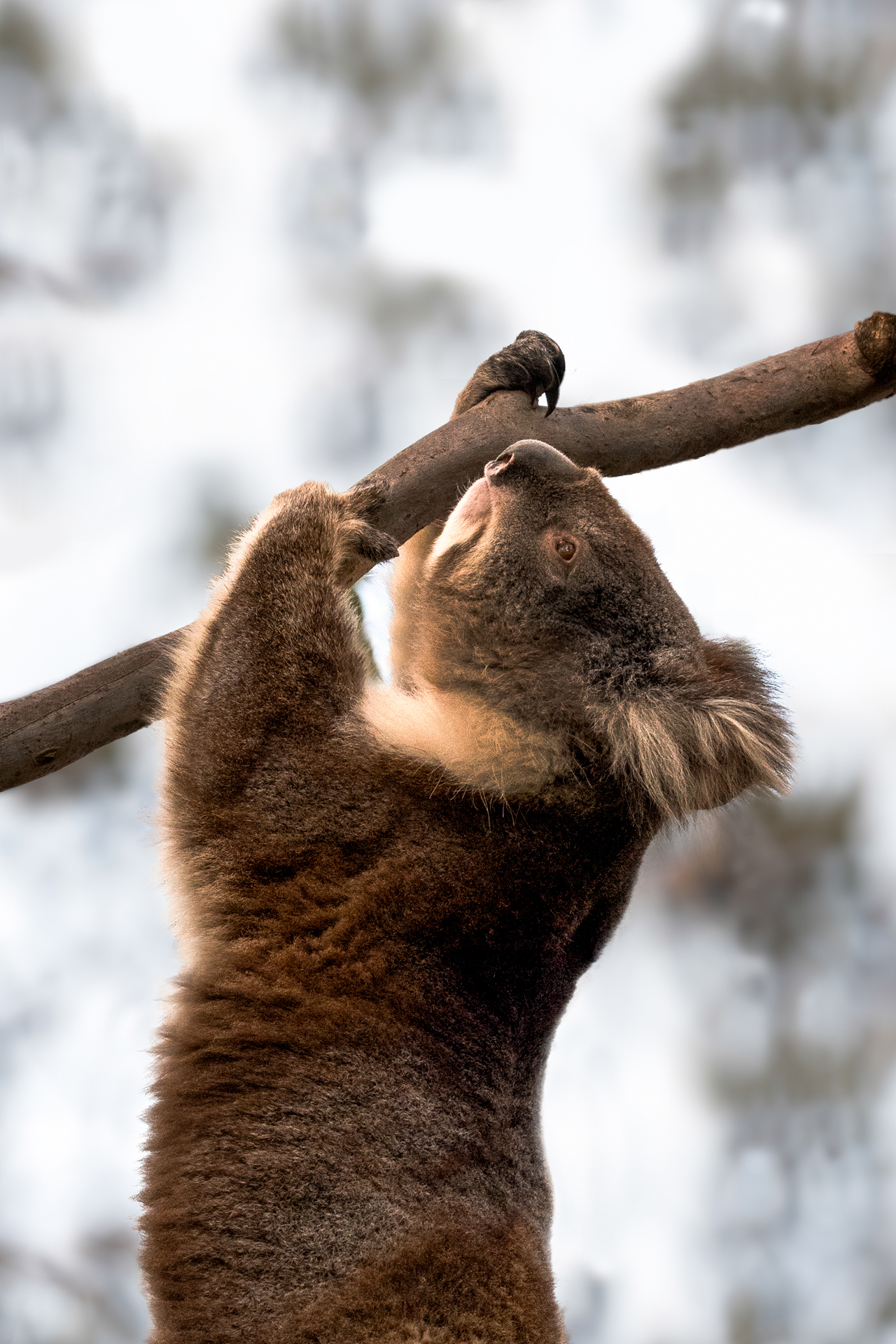 Koala-Daze.png