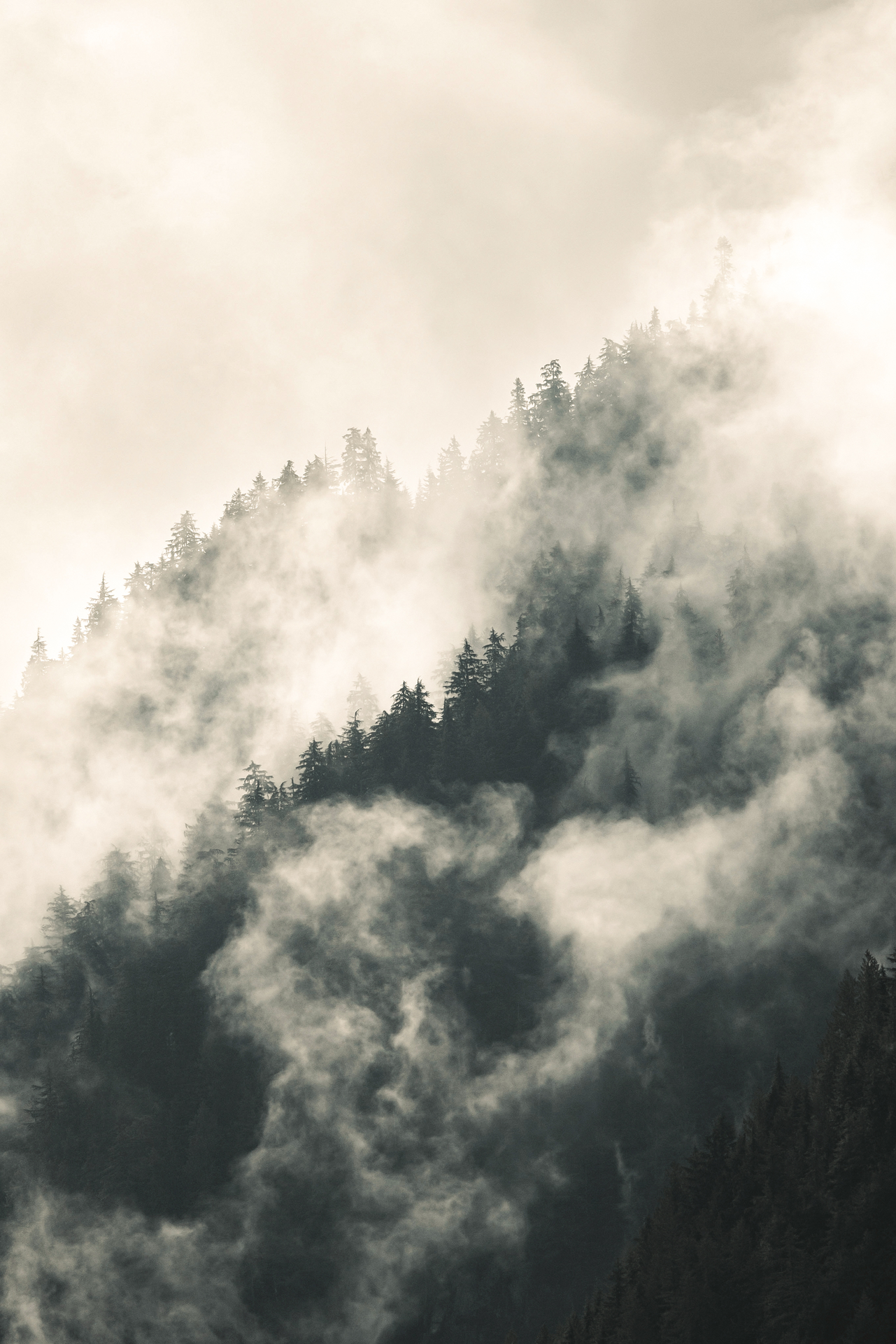 Forest-Haze.png