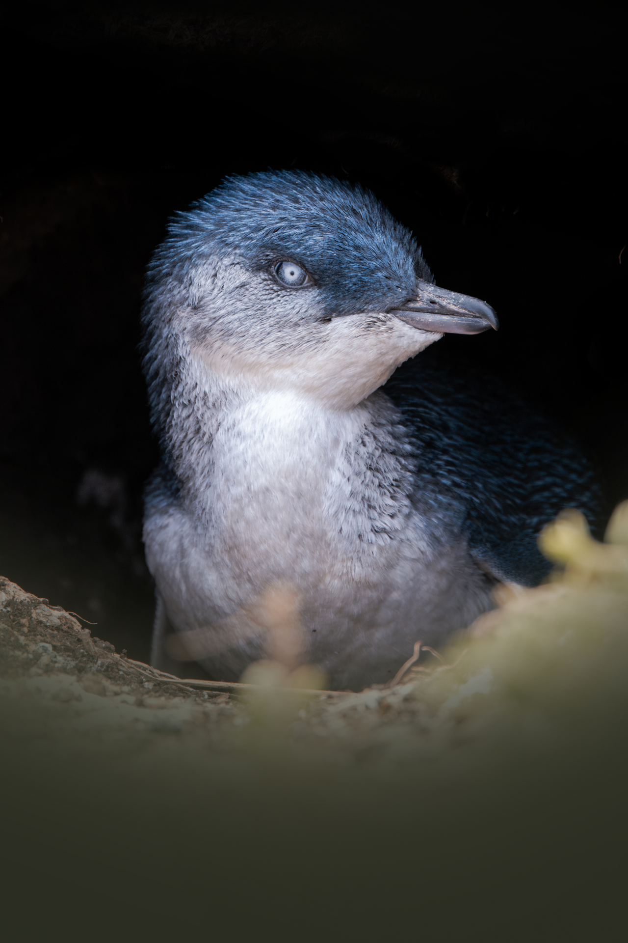 Little Penguin