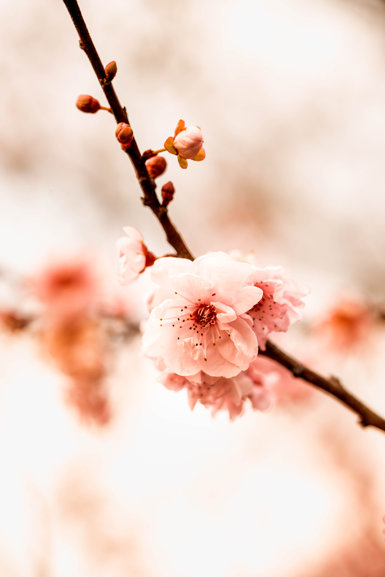 Golden-Blossoms.png