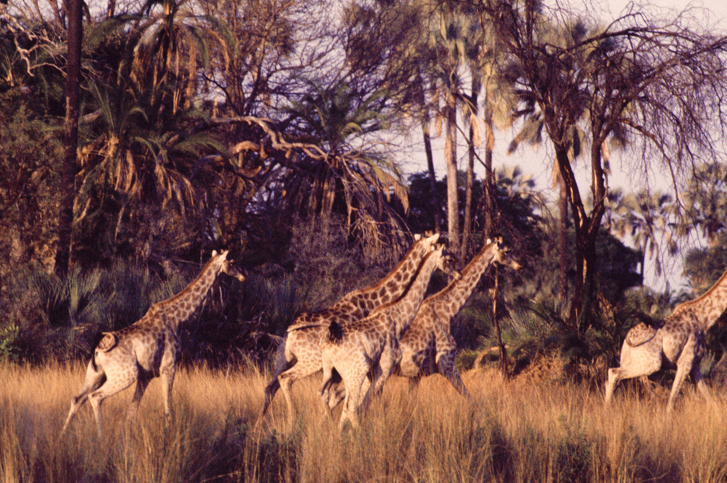 ipad (27a)GiraffeColor.jpg